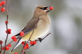 Cedar Waxwing - they often pass the berries back and forth, sharing with each other.