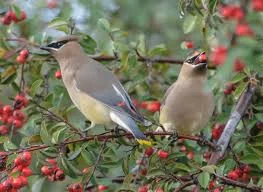 More Cedar Waxwings