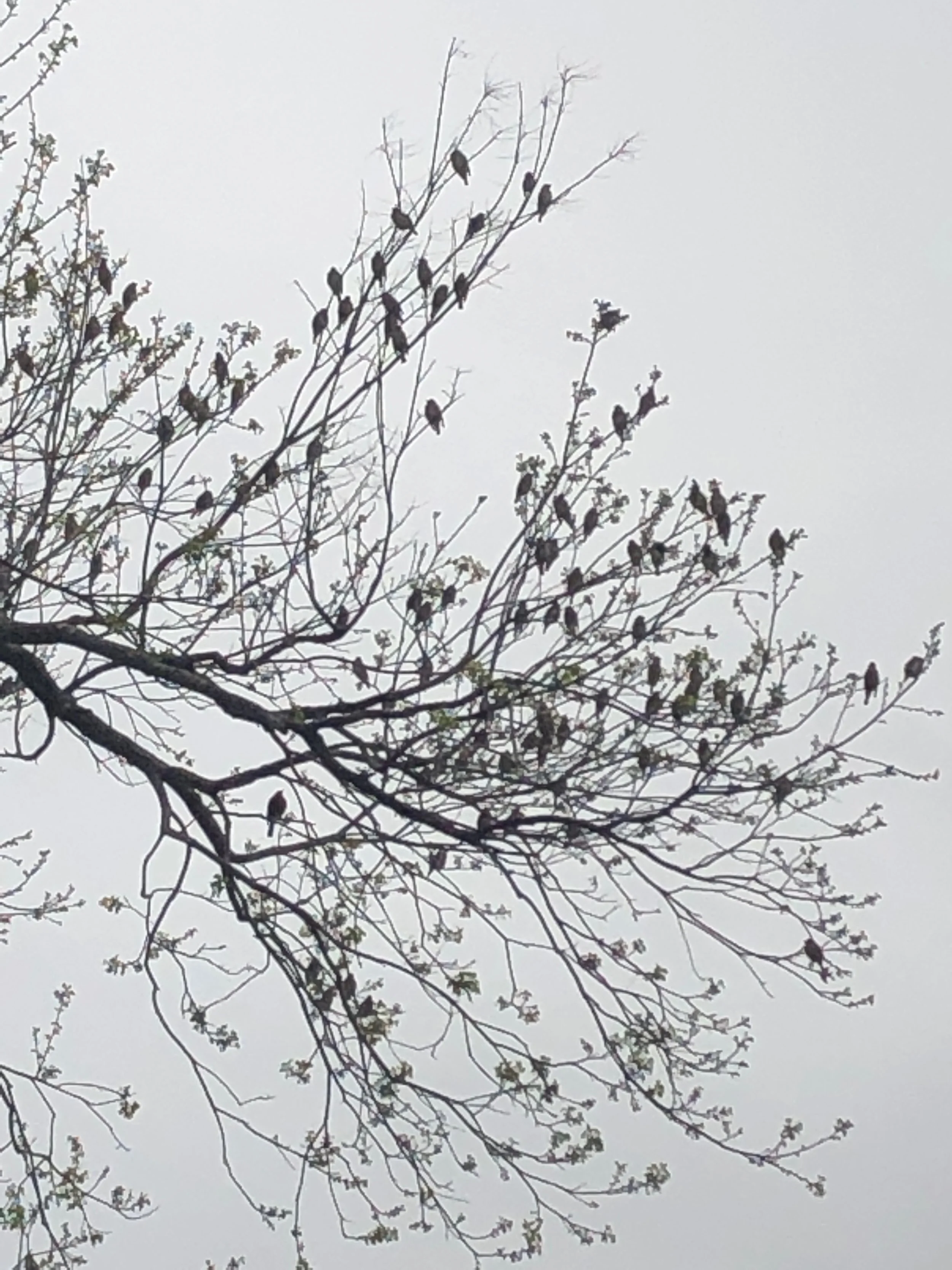 Resting in the pecan tree — this is less than 1/4 of the flock. The rest were in other parts of the tree, and in other trees.