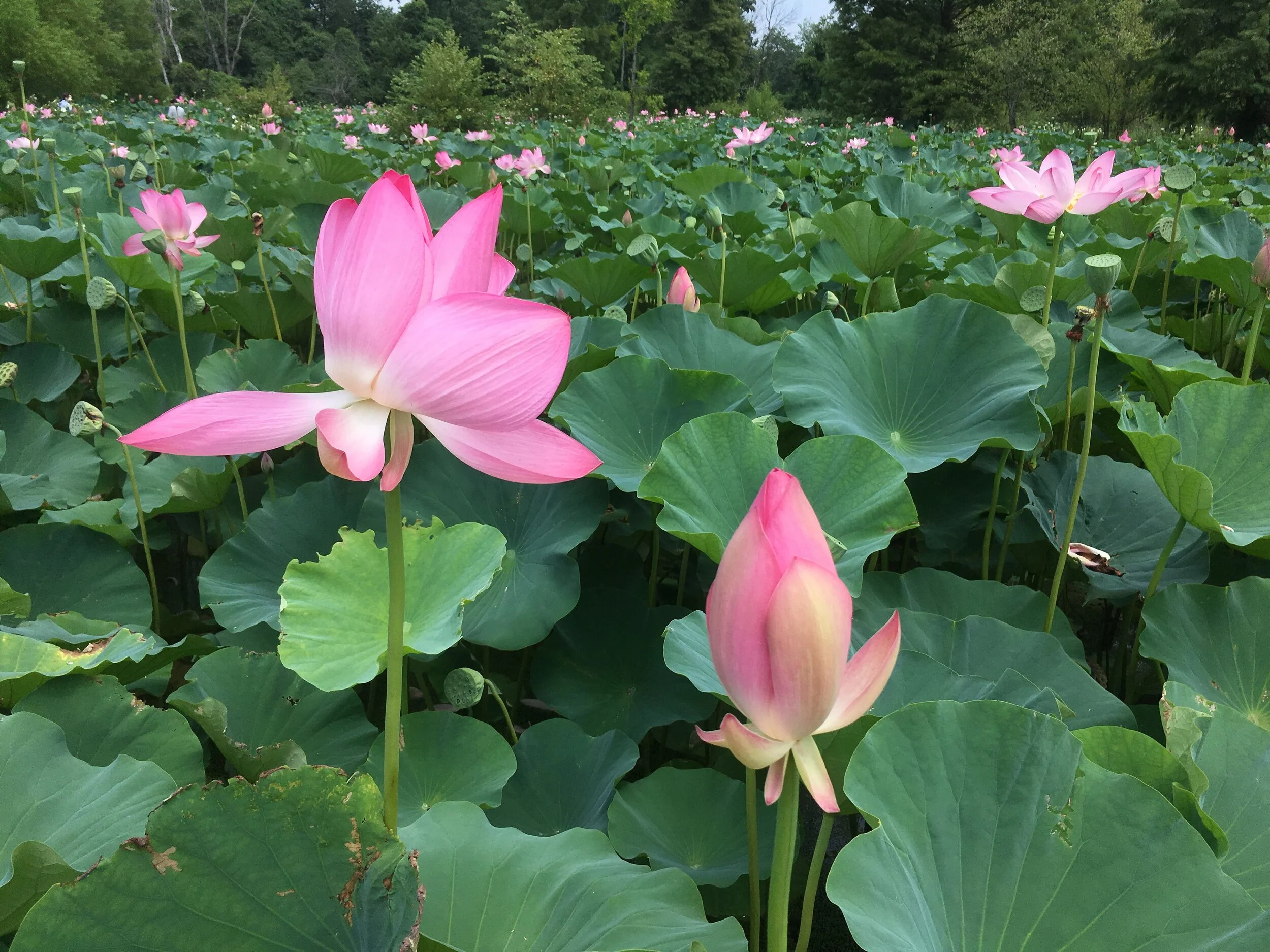 Ceremony of Formally Receiving the Bodhisattva Precepts