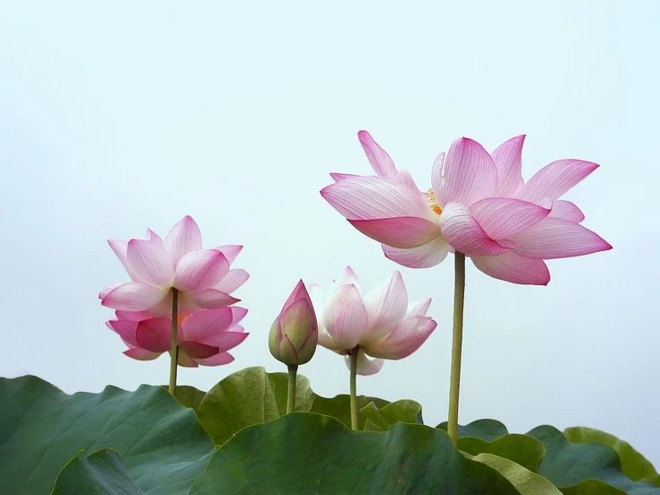 5-Day Sesshin - Practice Period of Everyday Life