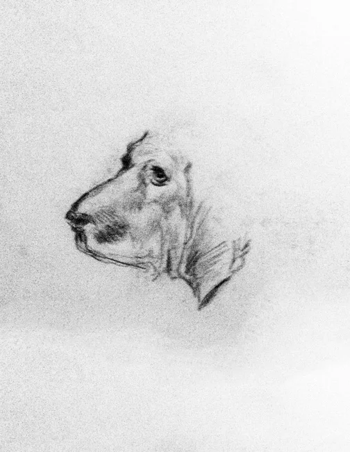 Dog.jpg