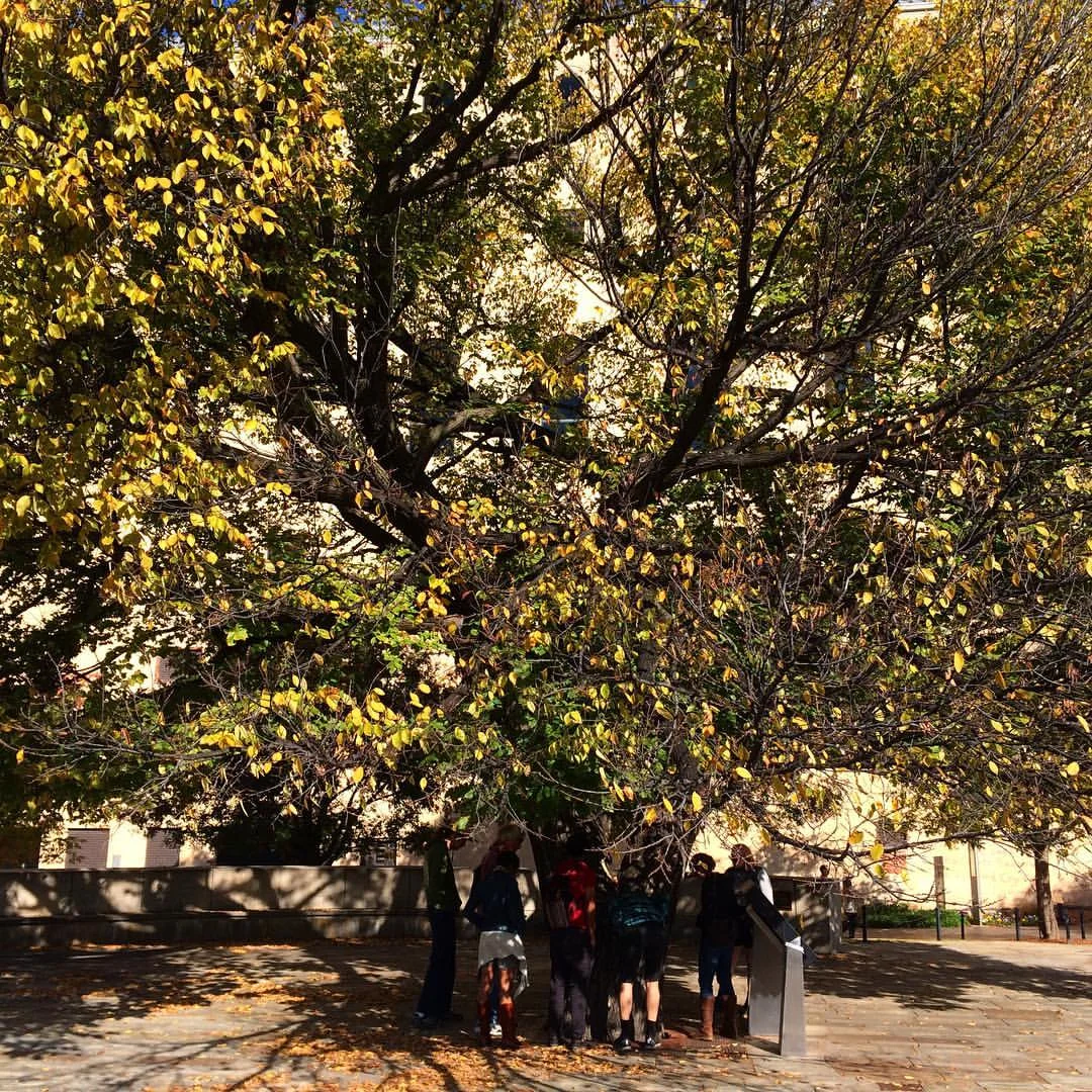 RETREETers VISIT THE SURVIVOR TREE