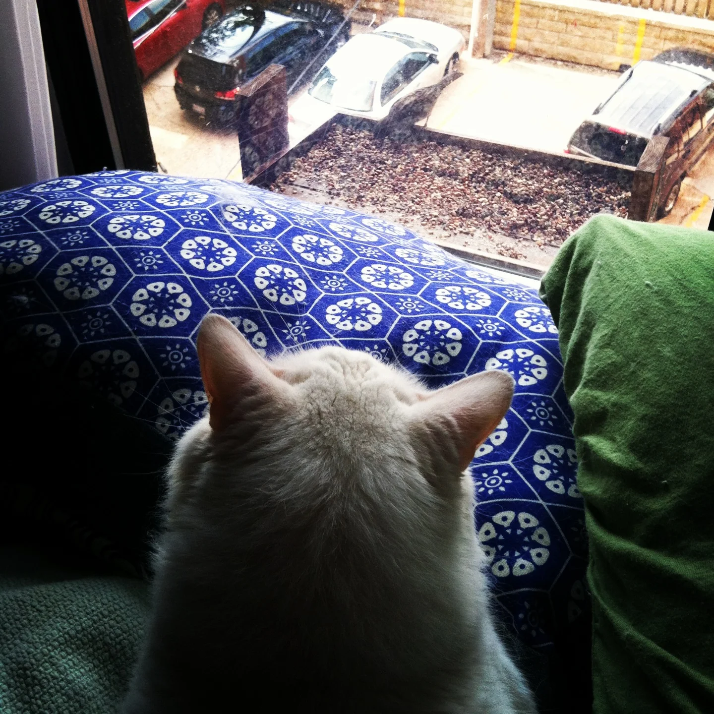 cat entertainment!