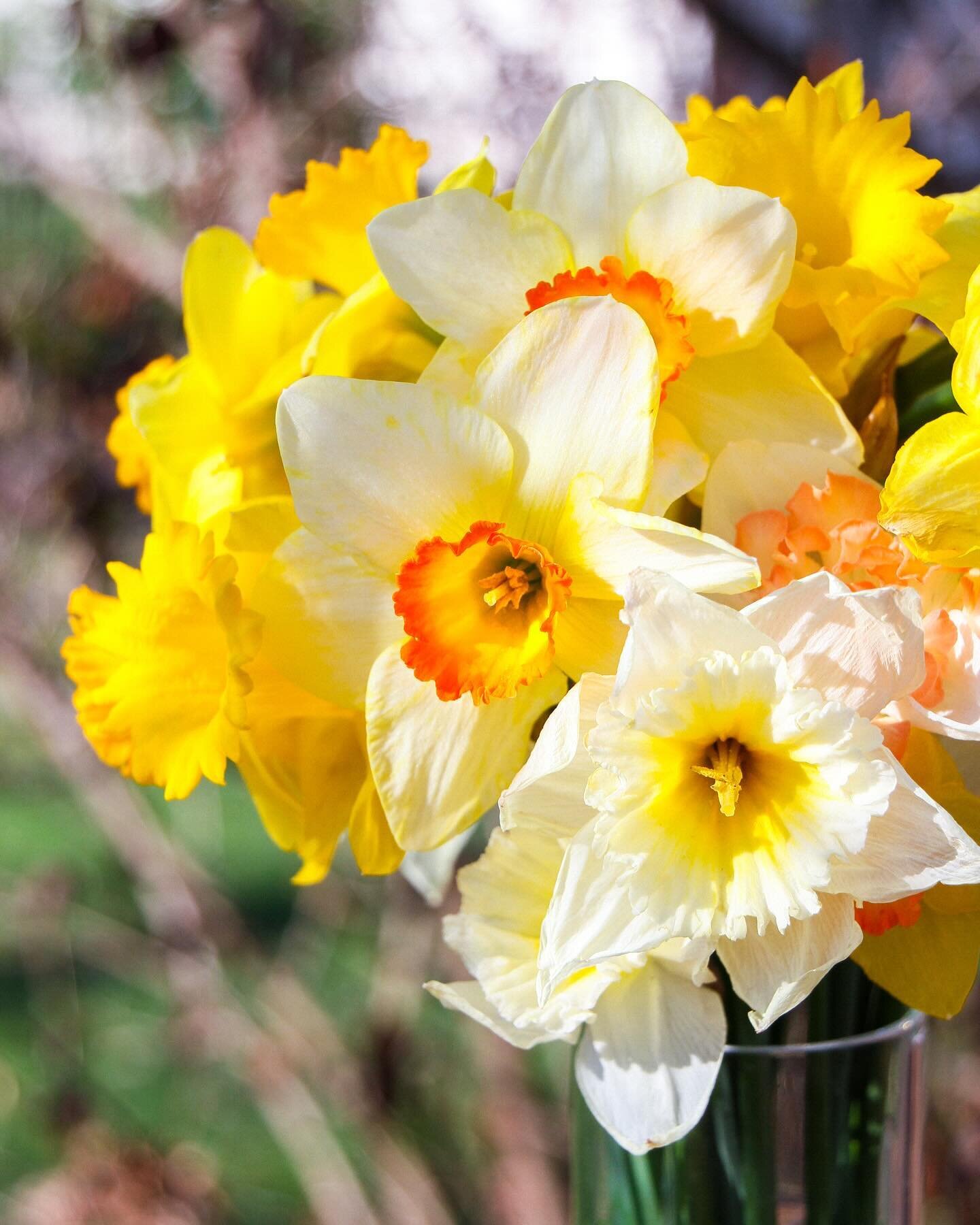 Hello Spring! 🌼💛🐣