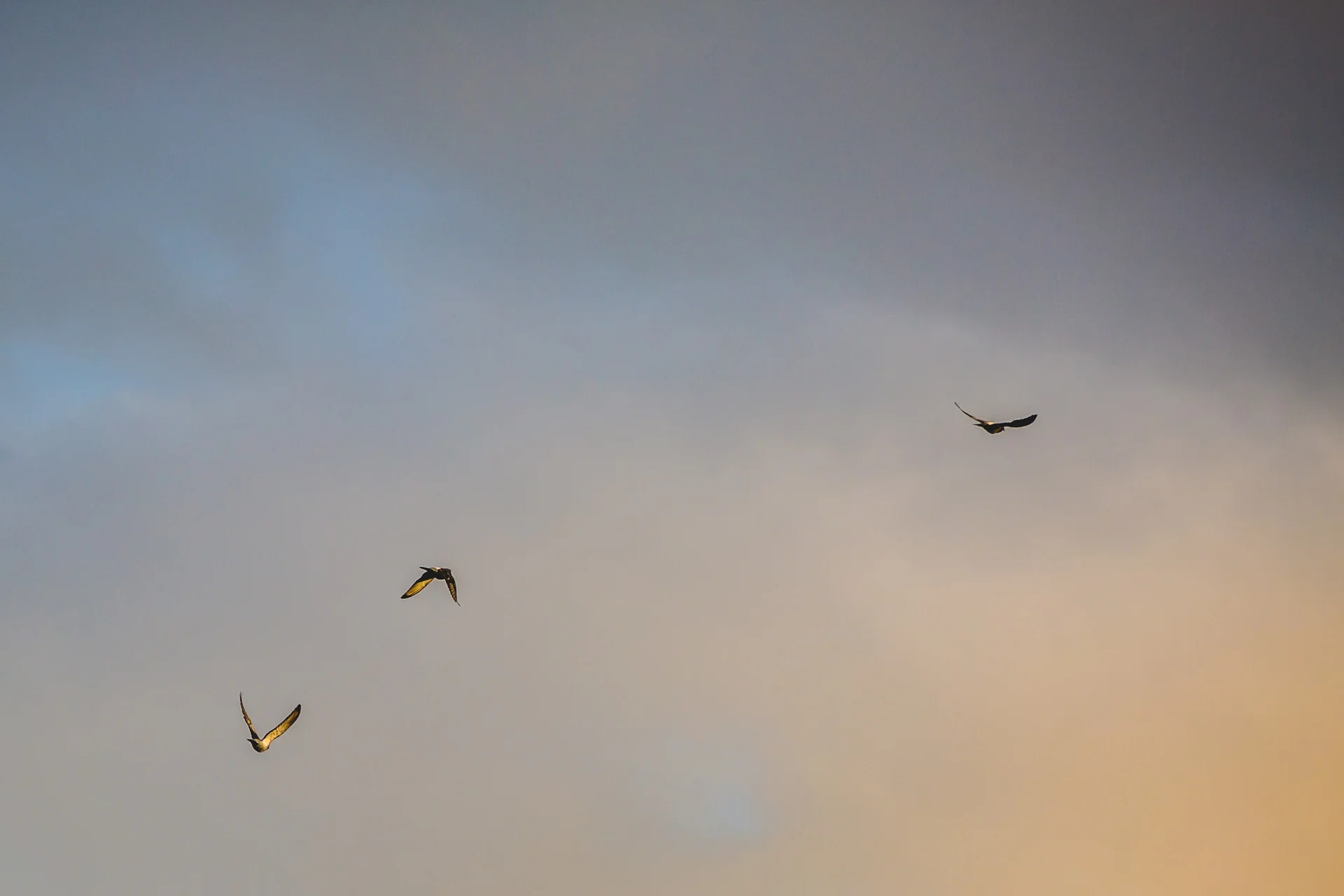 OR_Folio_2015_056.jpg