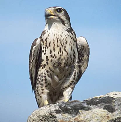 falcon.jpg