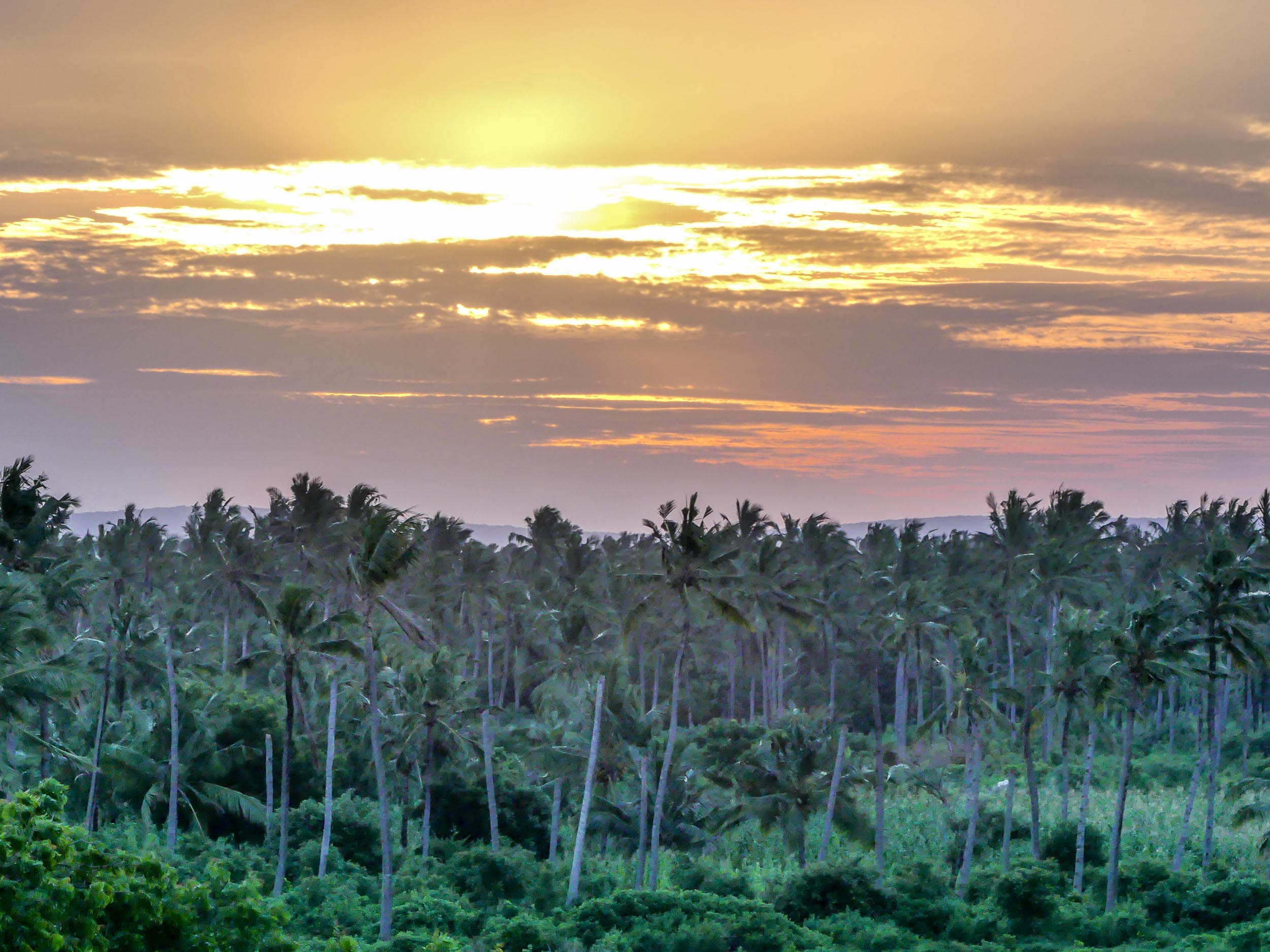coconut plantation at the back.jpg