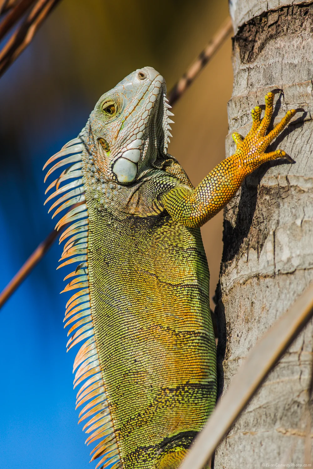 Conway_PR_Iguana_11.jpg