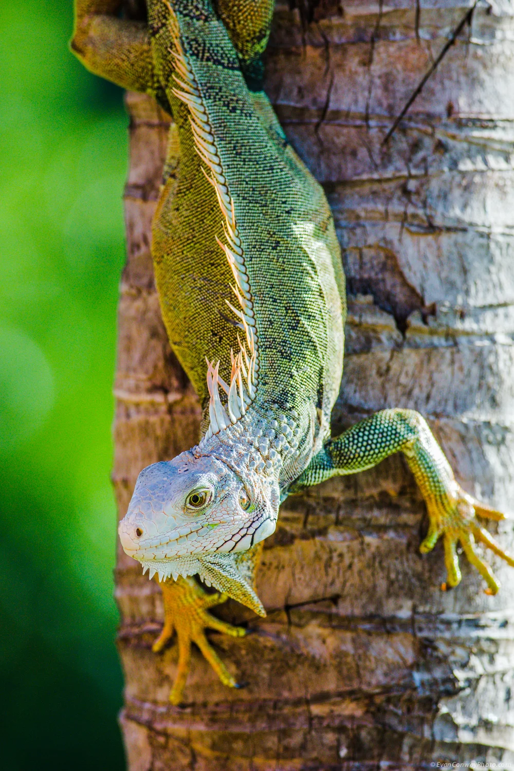 Conway_PR_Iguana_10.jpg