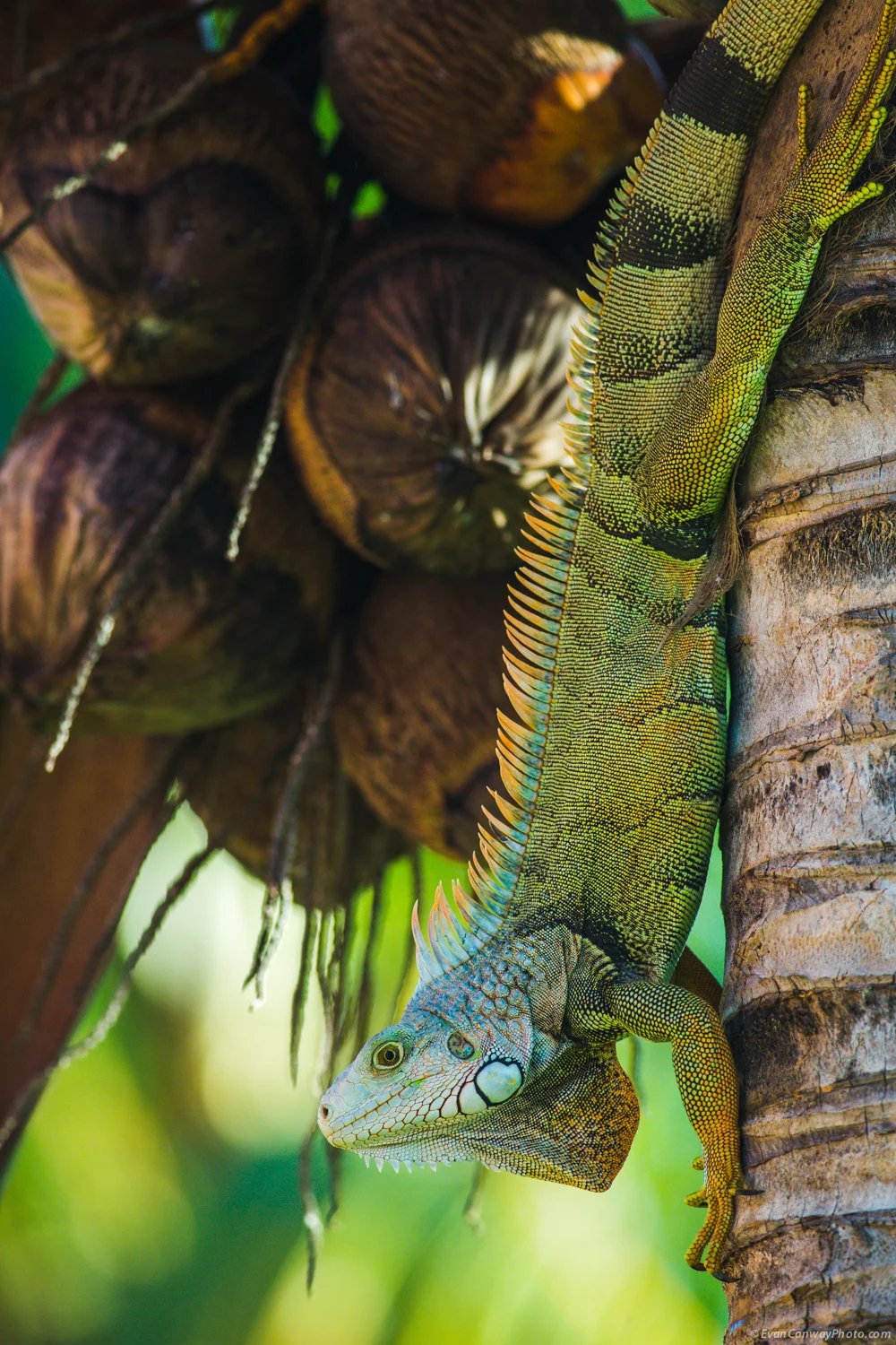 Conway_PR_Iguana_8.jpg