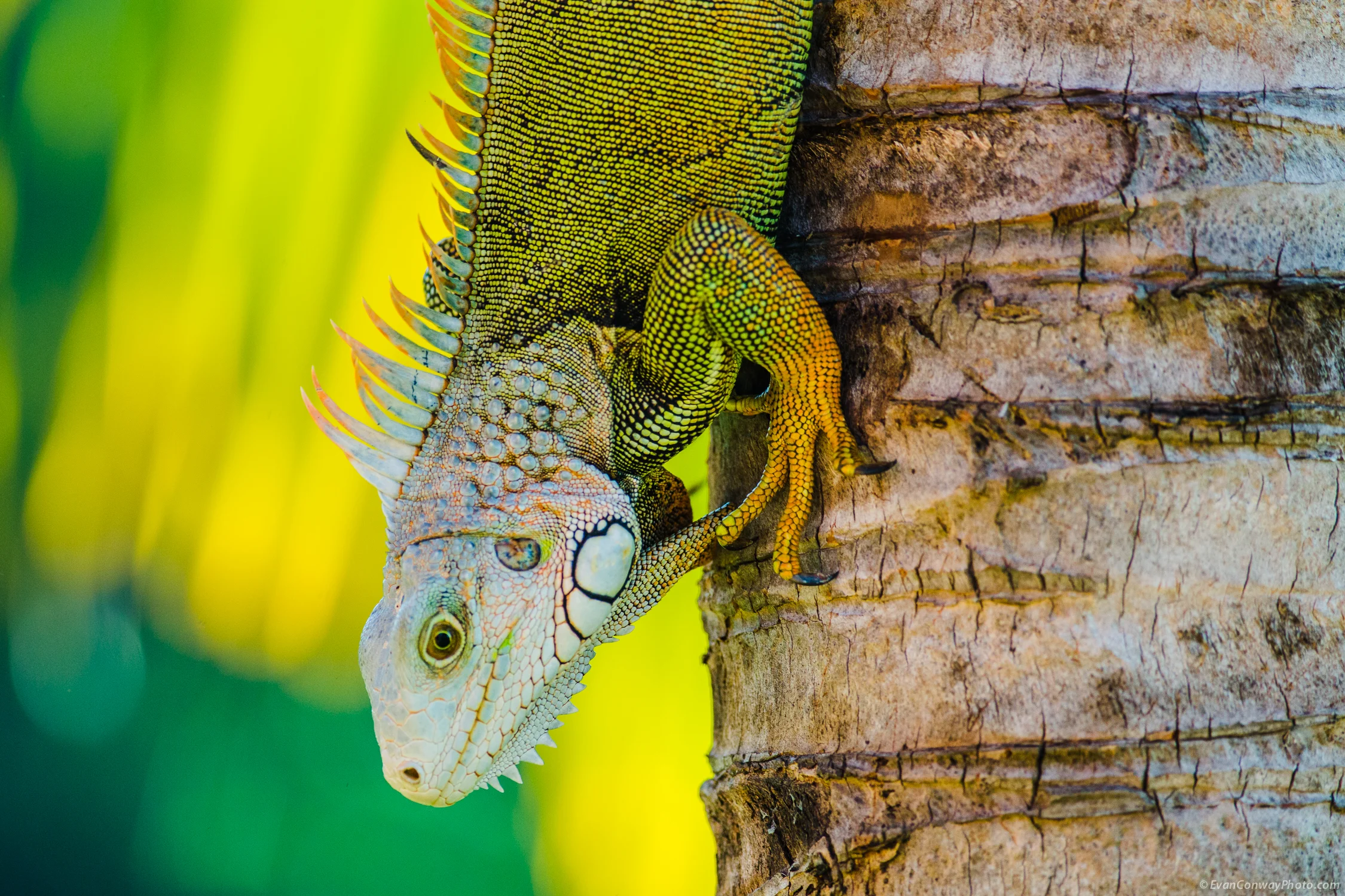 Conway_PR_Iguana_9.jpg