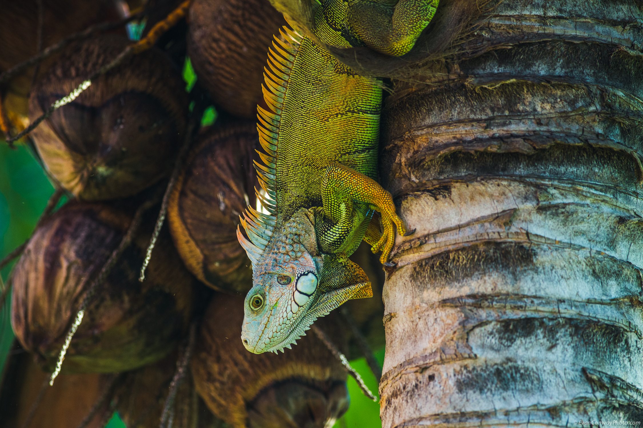 Conway_PR_Iguana_7.jpg