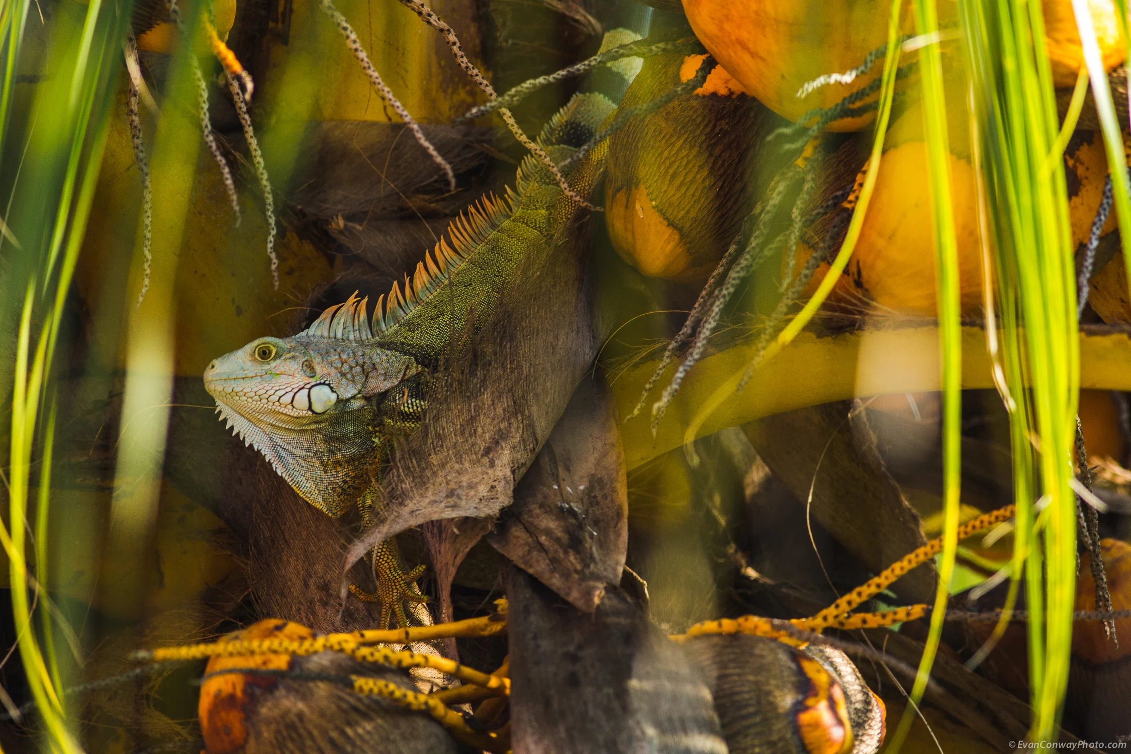 Conway_PR_Iguana_6.jpg