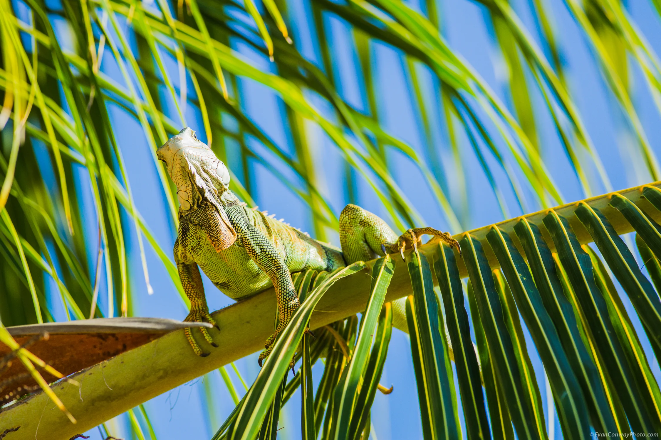 Conway_PR_Iguana_5.jpg