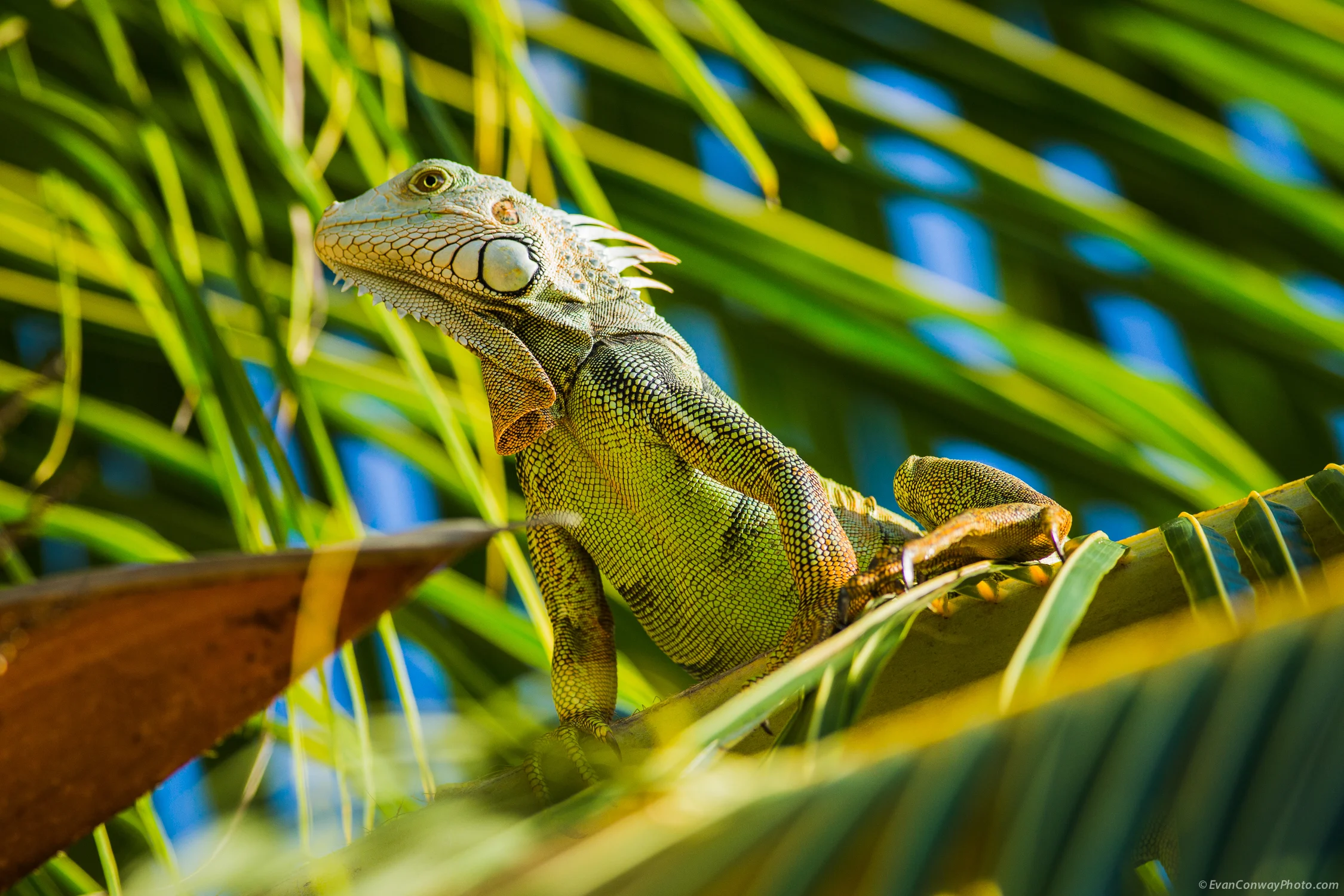 Conway_PR_Iguana_4.jpg