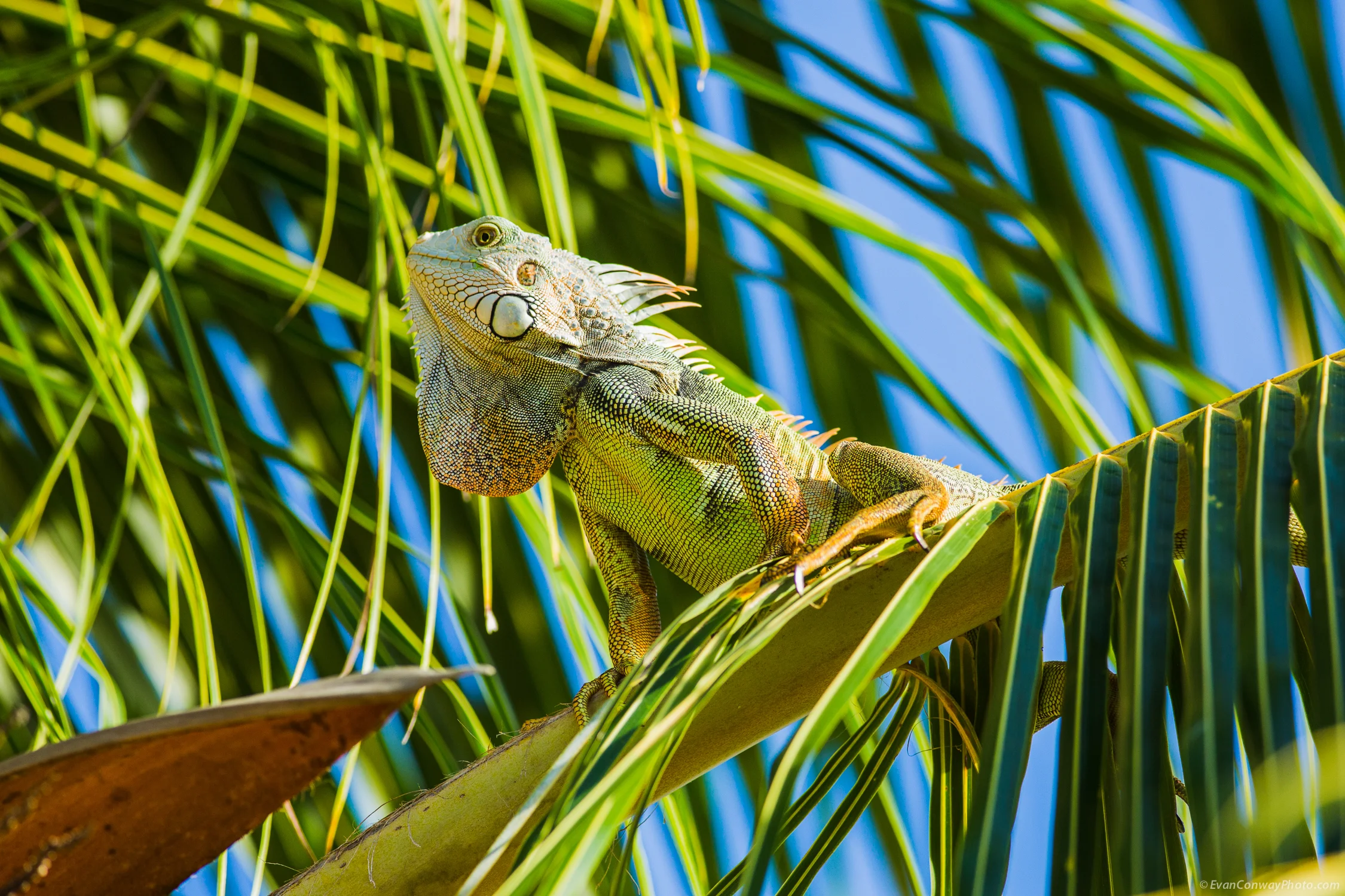 Conway_PR_Iguana_3.jpg
