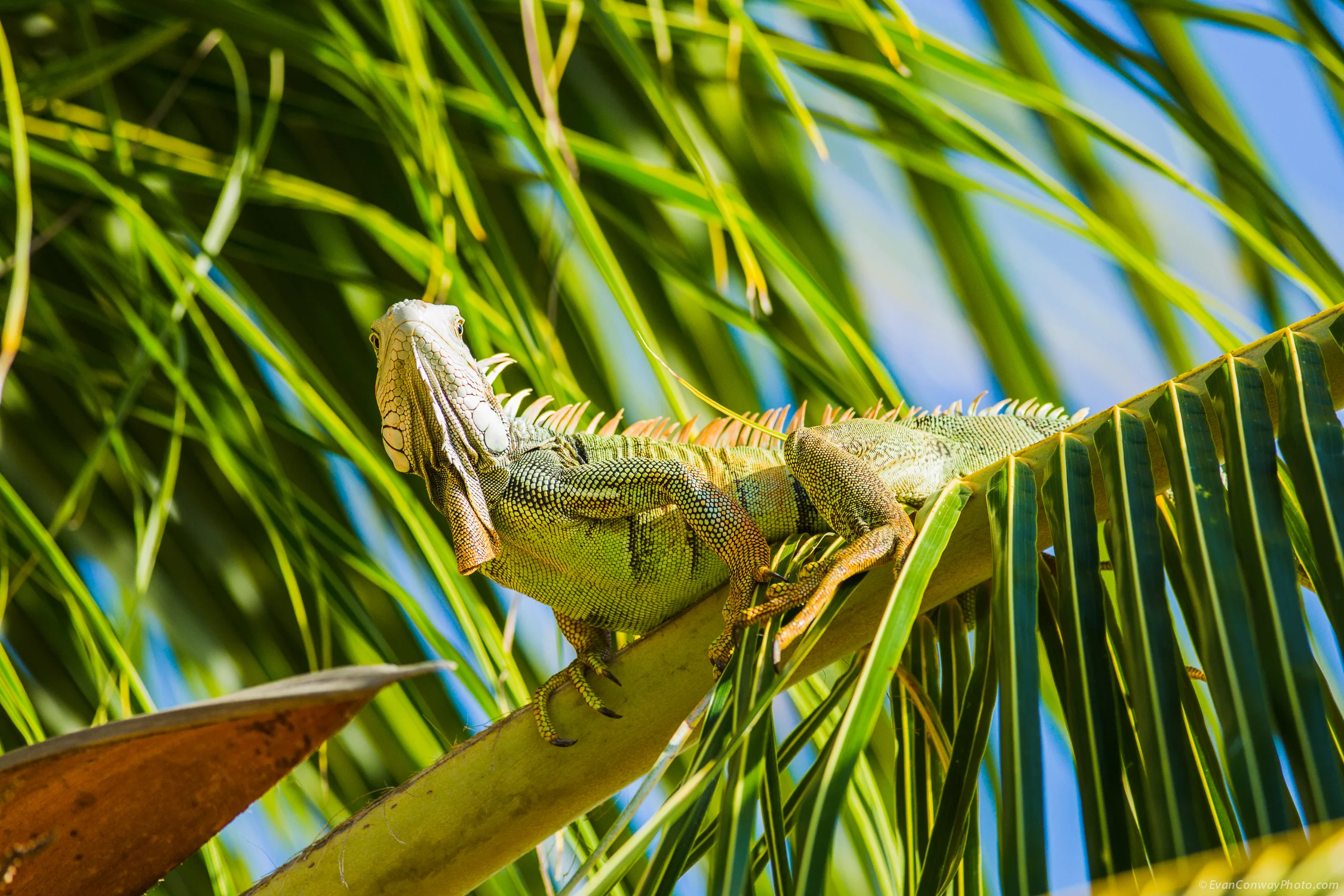 Conway_PR_Iguana_2.jpg