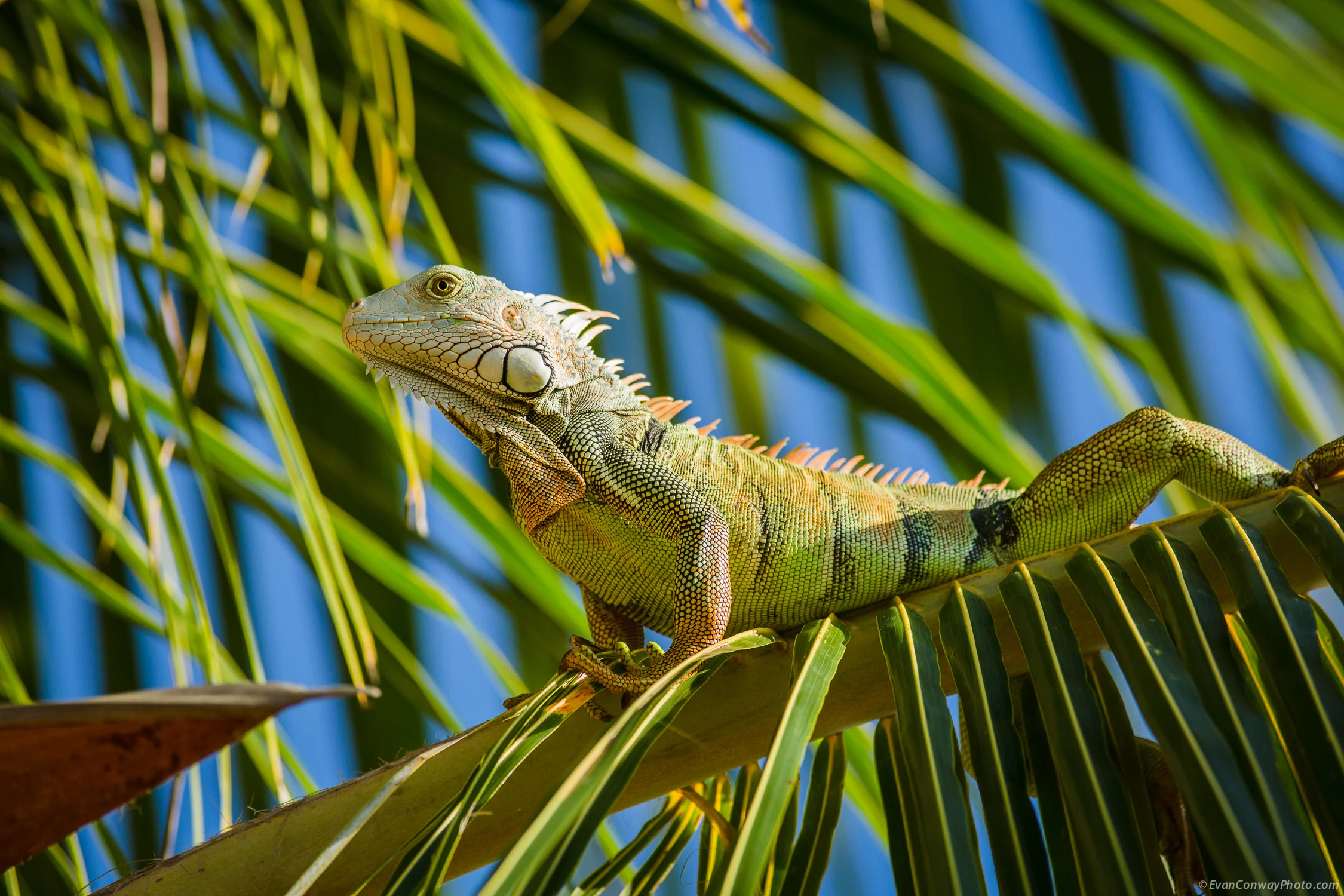 Conway_PR_Iguana_1.jpg