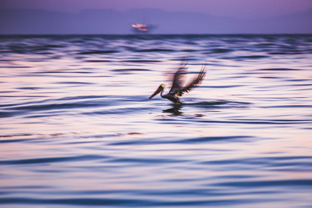 Evan_Conway_nature_telephoto2_web.jpg