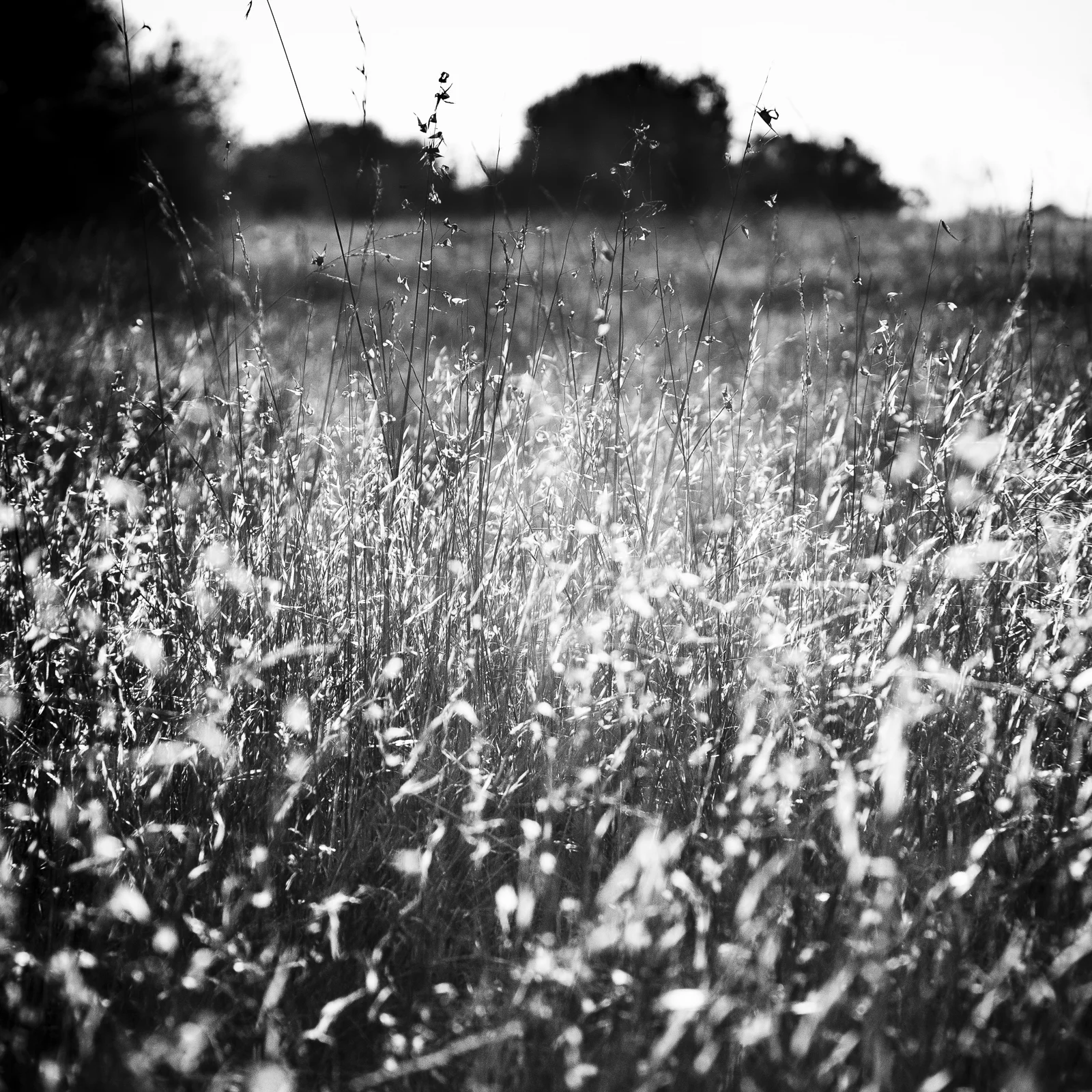 EvanConway_BW_top_20_4.jpg