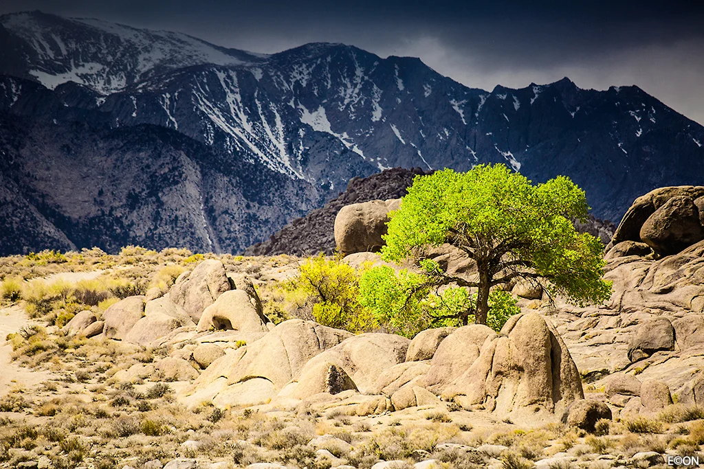 greentreedesert.jpg