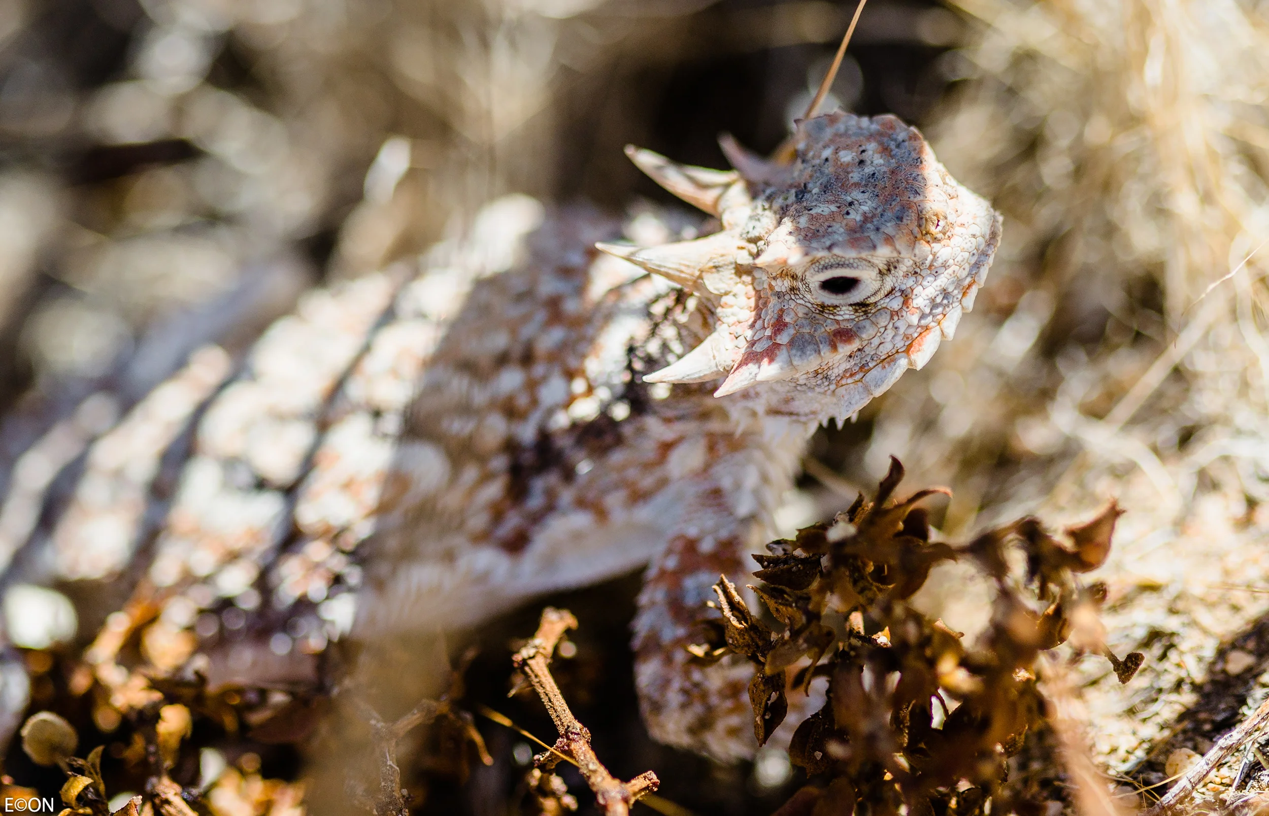 Lizard2.jpg