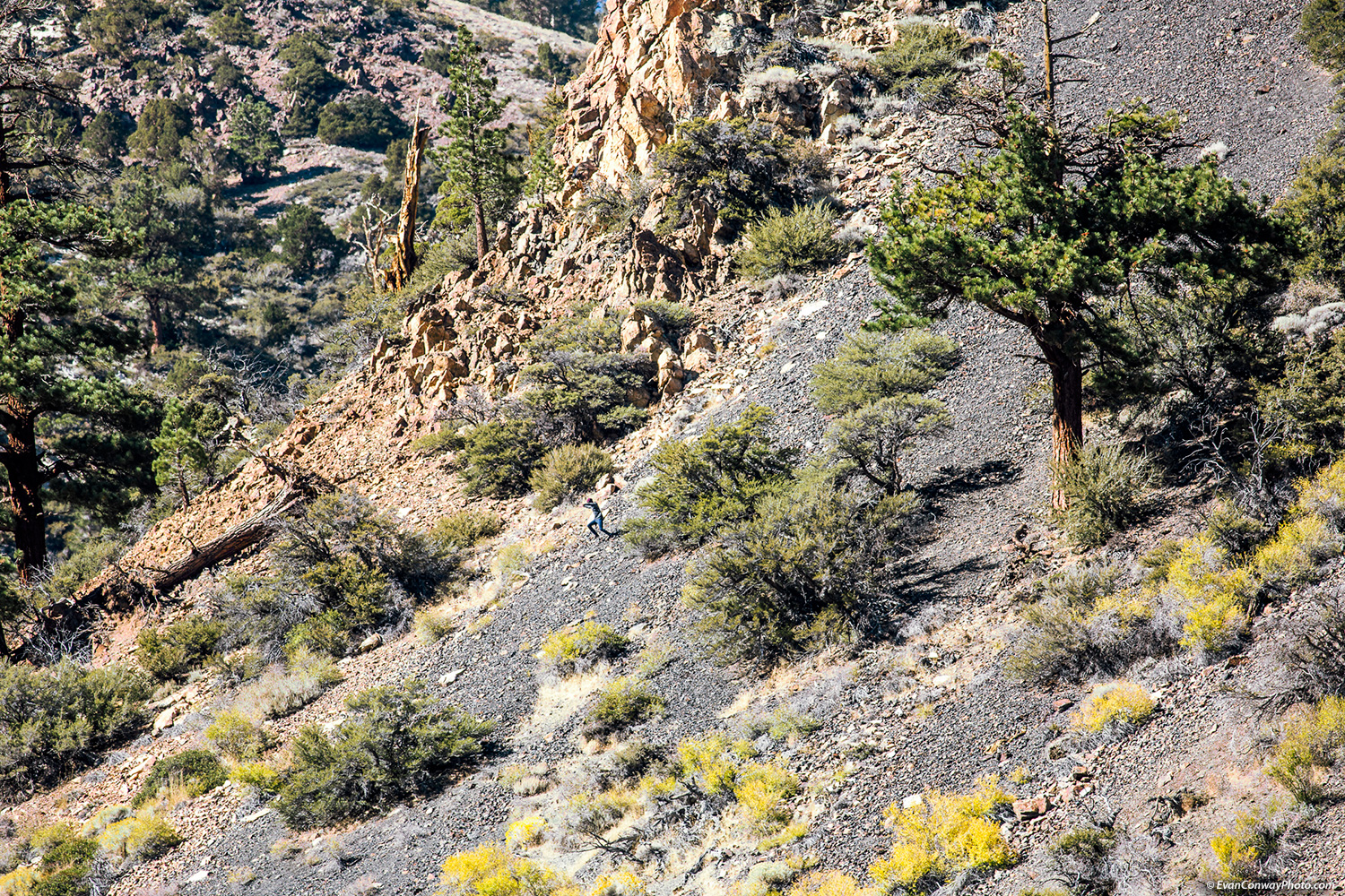 conwa_e_225_4_4.jpg