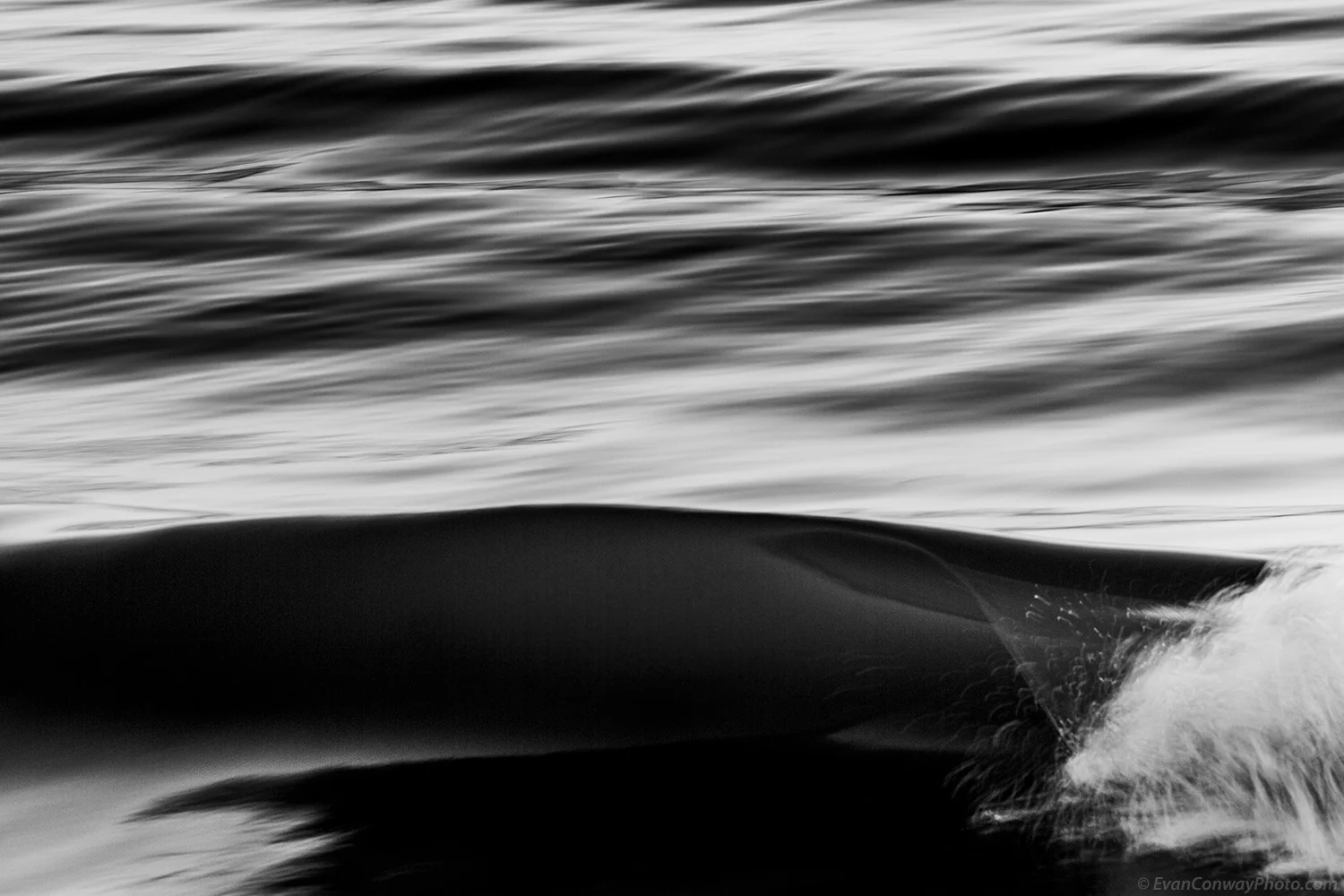 Nature-8879_1500_BW_Web.jpg