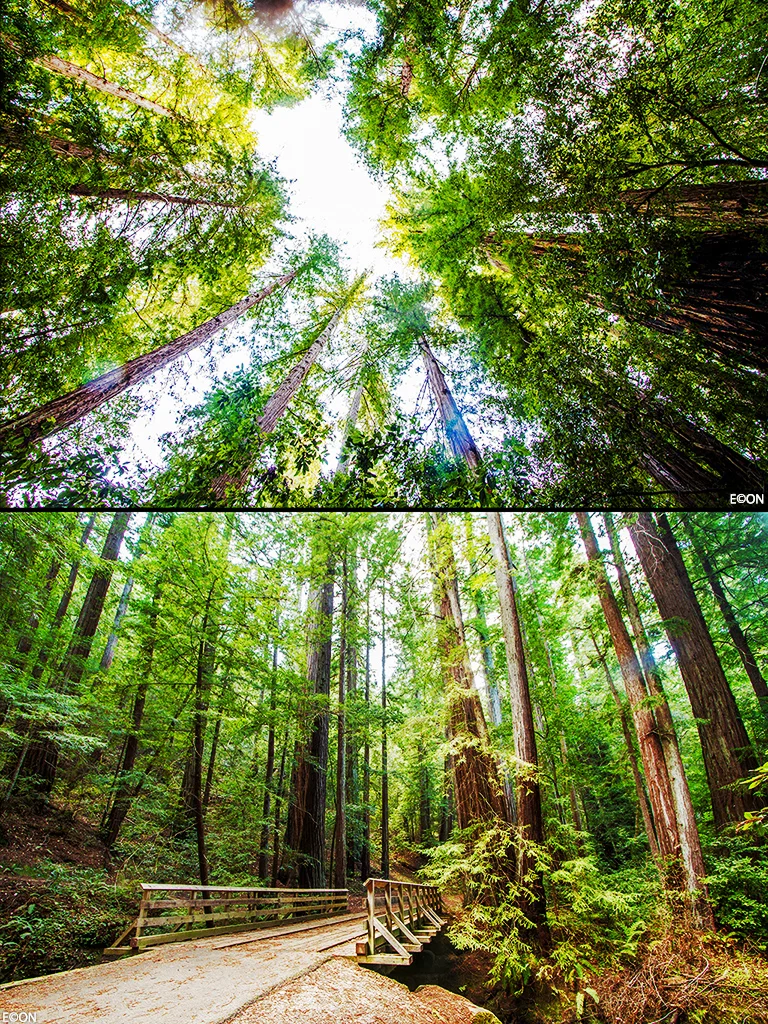 Treeline_medWEb.jpg