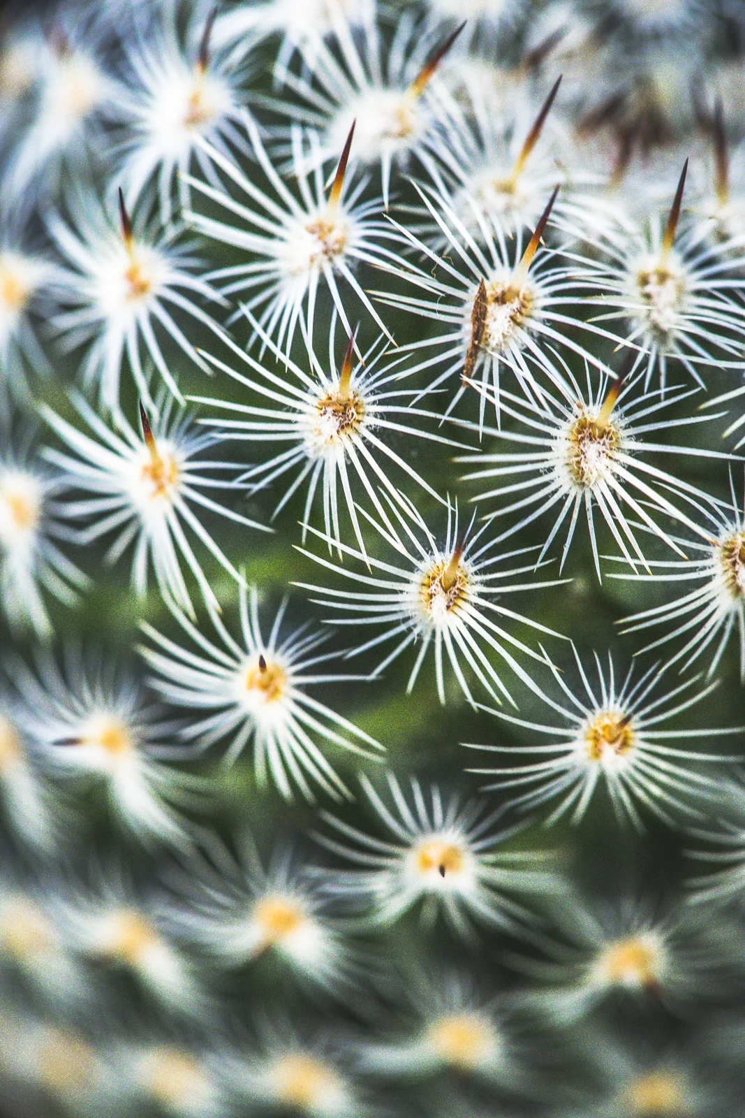  Cactus in Santa Barbara, California 