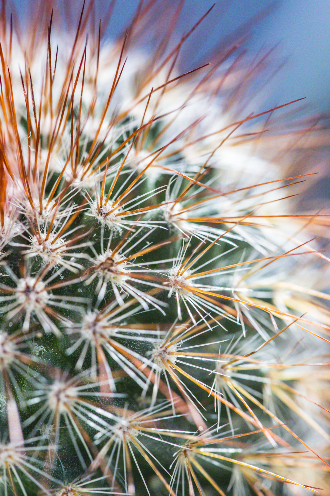  Red needle cactus in Santa Barbara, California 