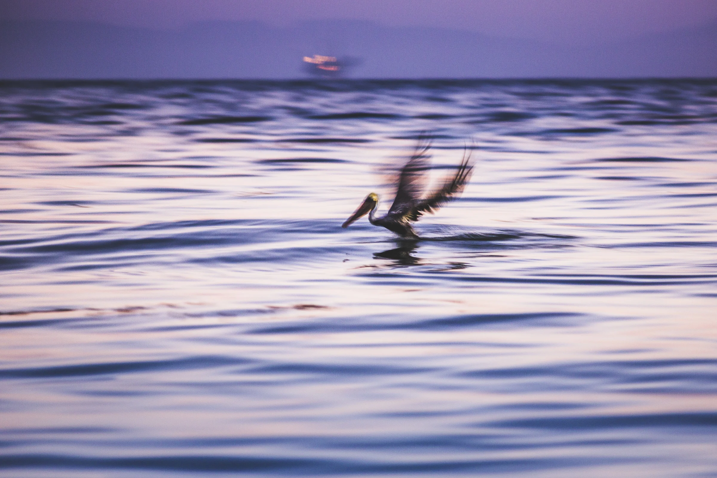  A pelican trying to make flight out of the oily waters of summerland. 