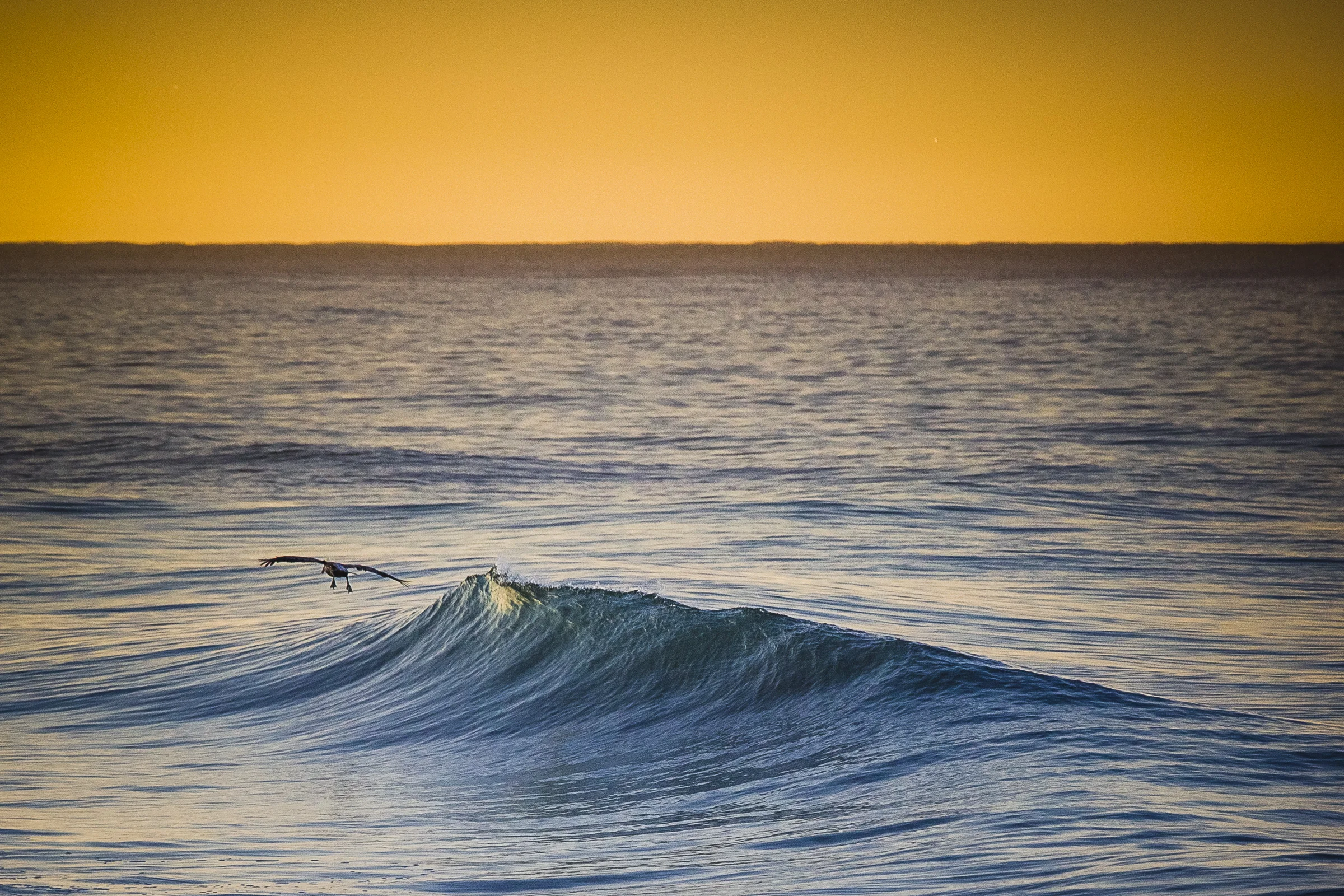  A pelican Gliding through the surf in Ventura County 