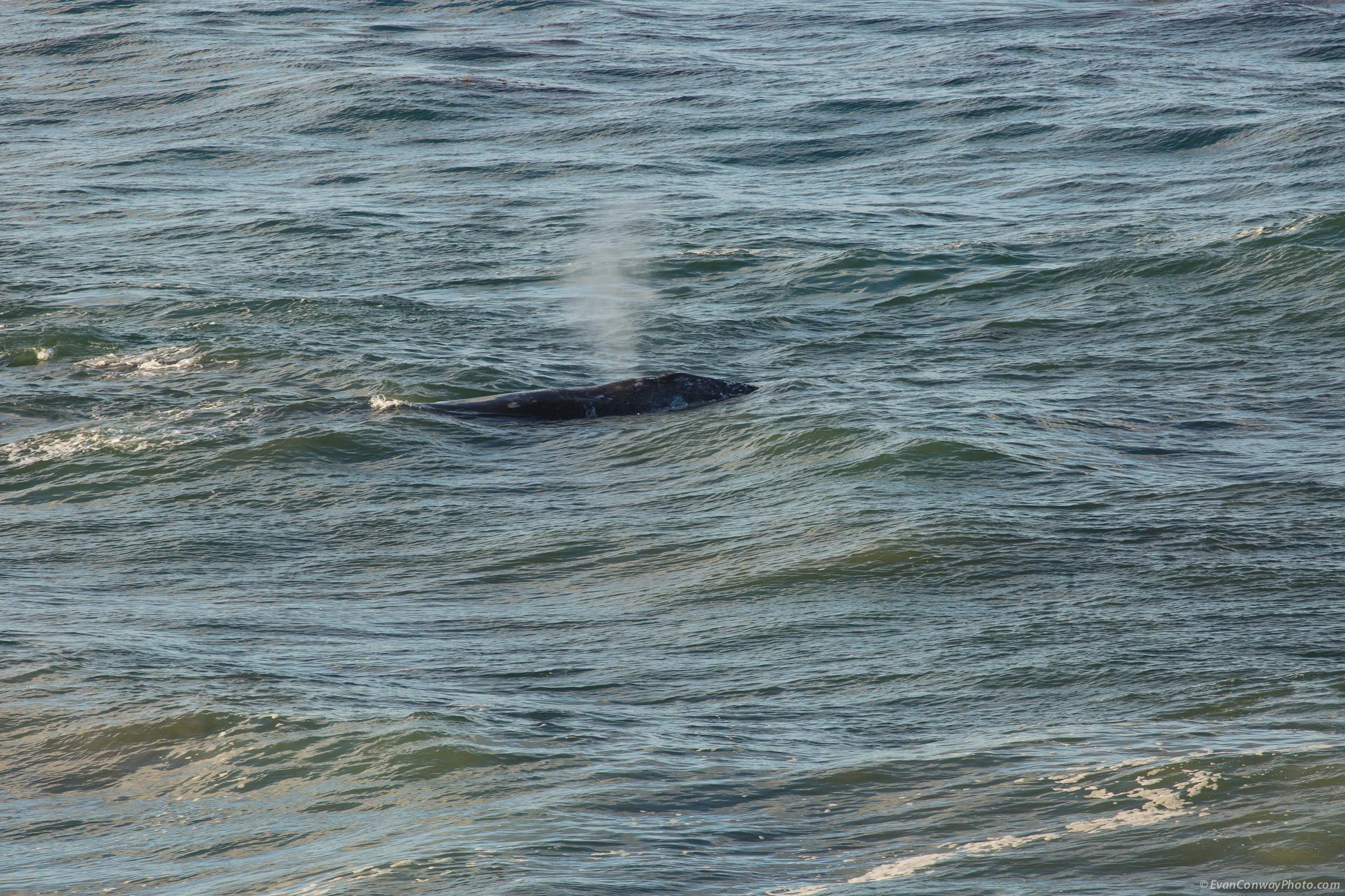 EvanConway_whales79733.jpg