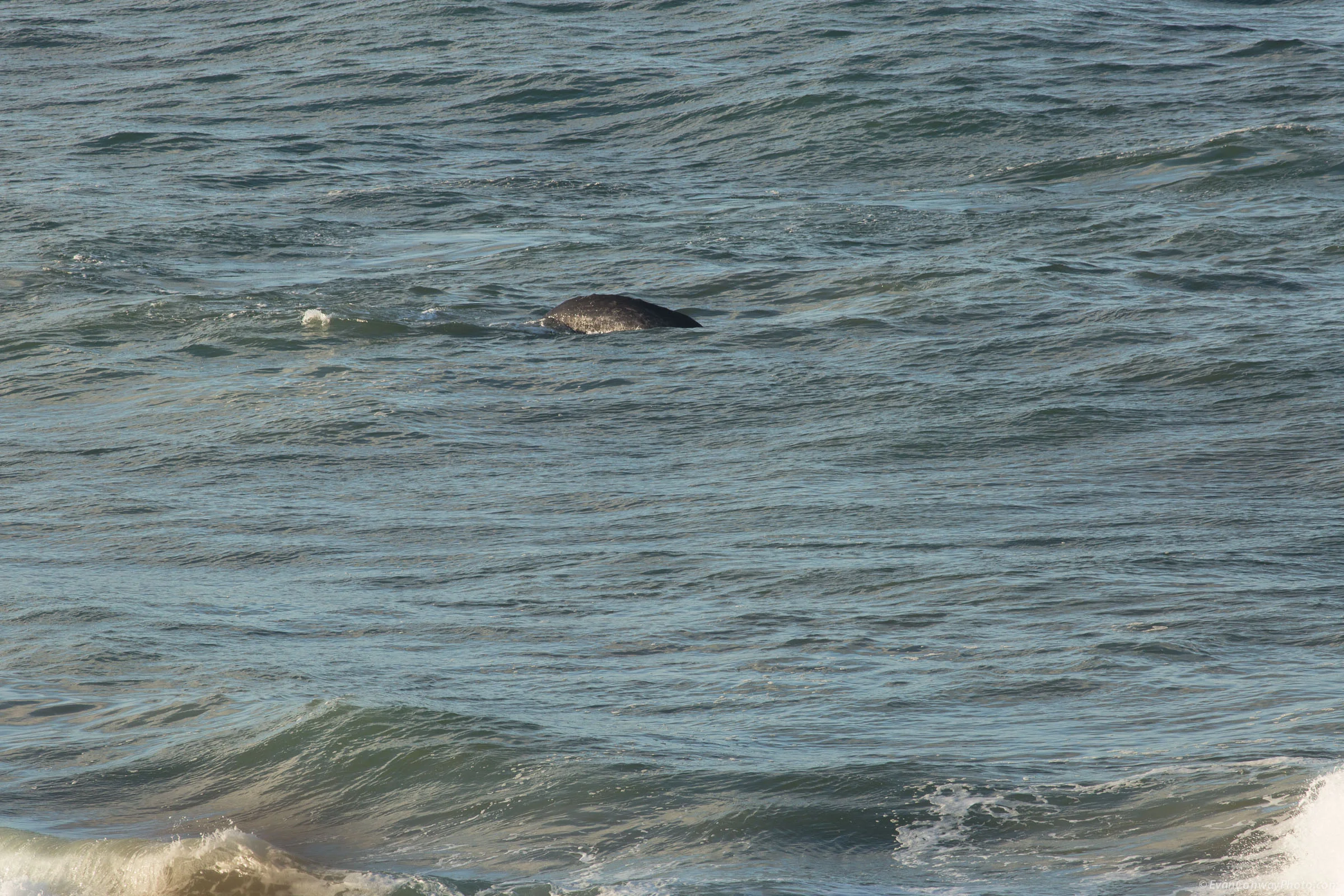 EvanConway_whales69729.jpg