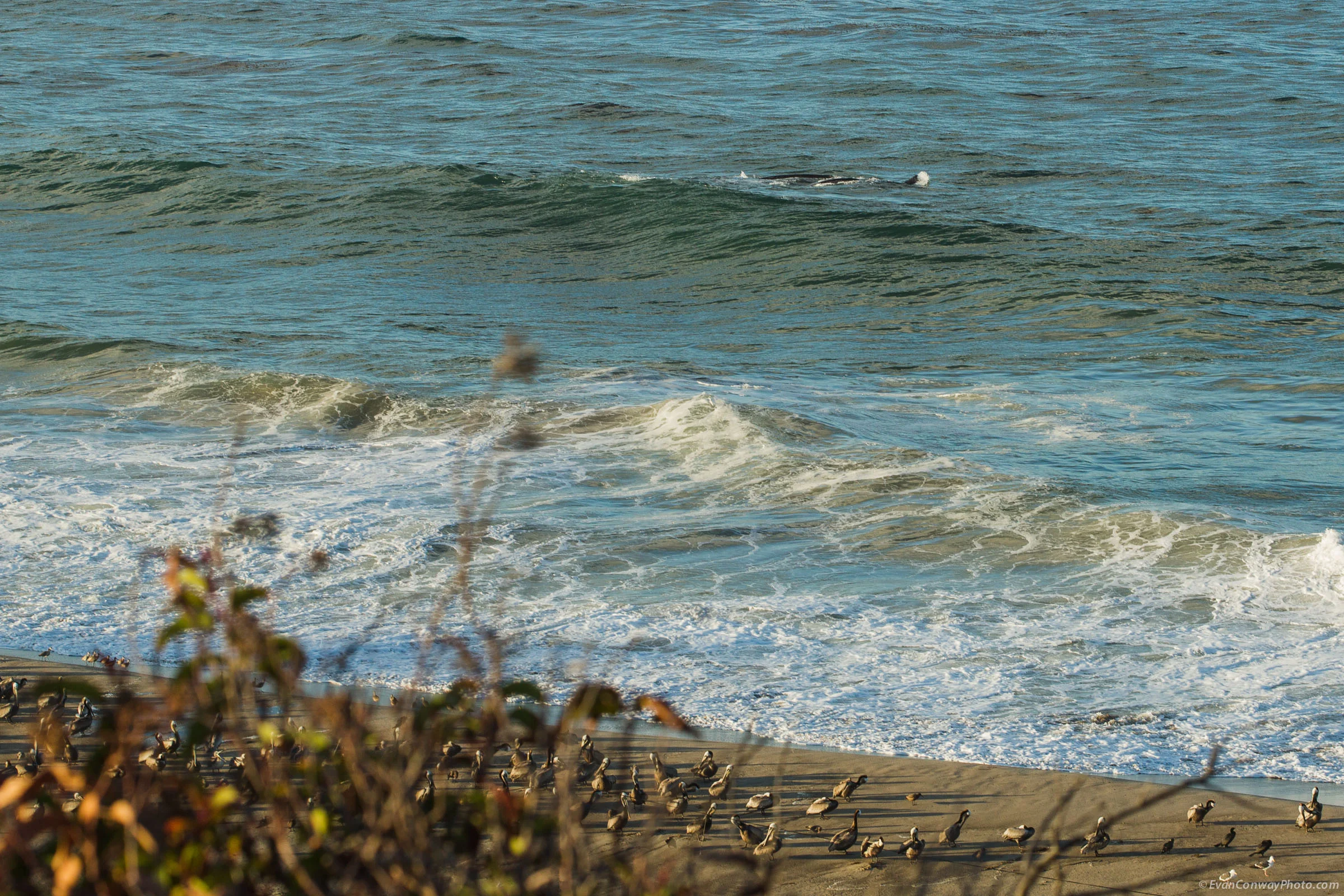 EvanConway_whales59706.jpg