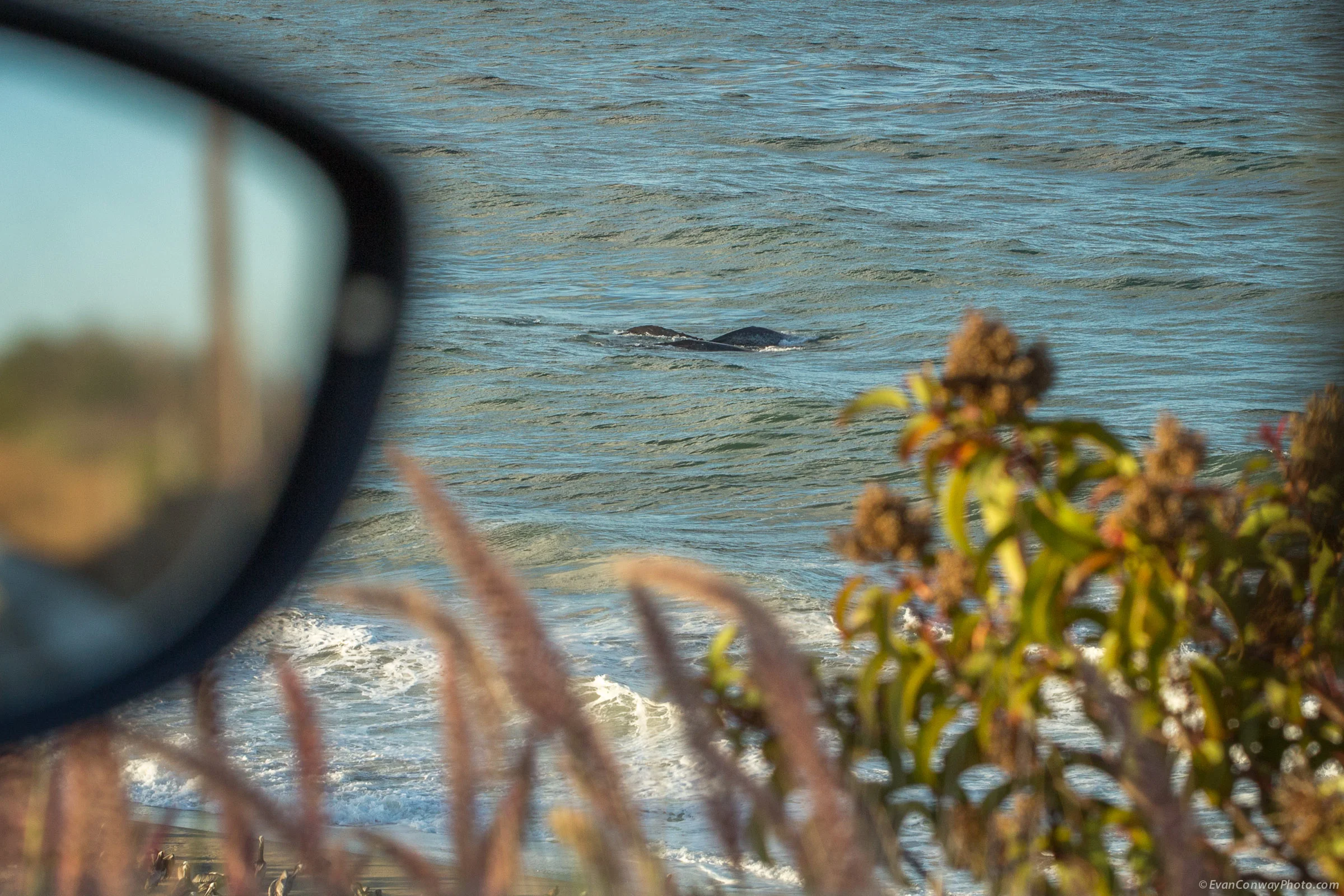 EvanConway_whales49702.jpg