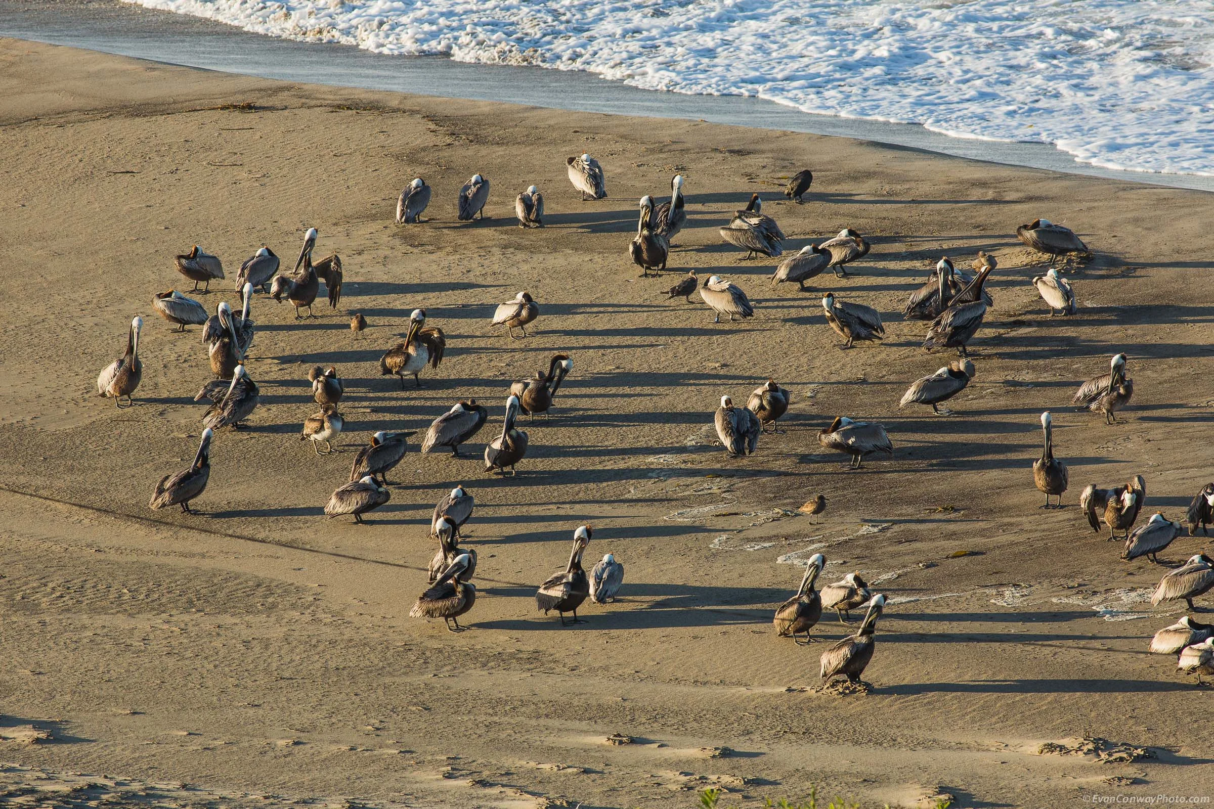 EvanConway_pelicans49761.jpg