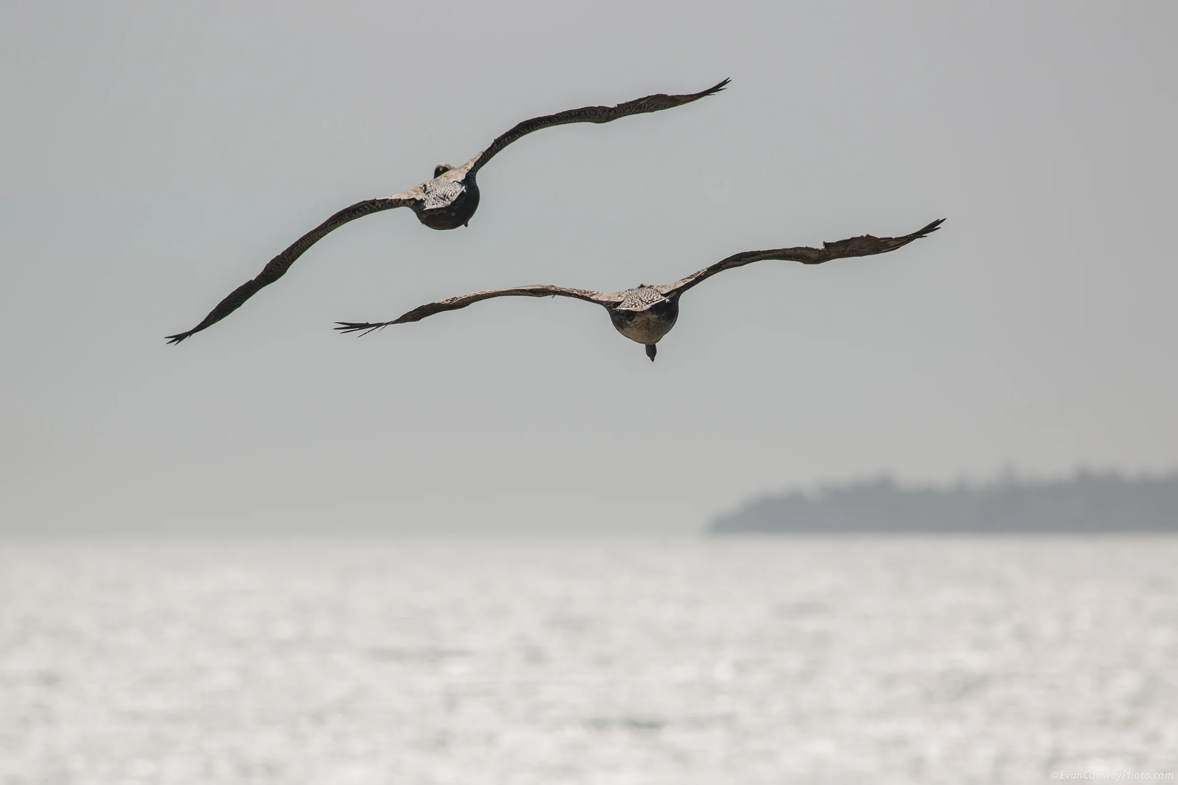 EvanConway_pelicans49892.jpg