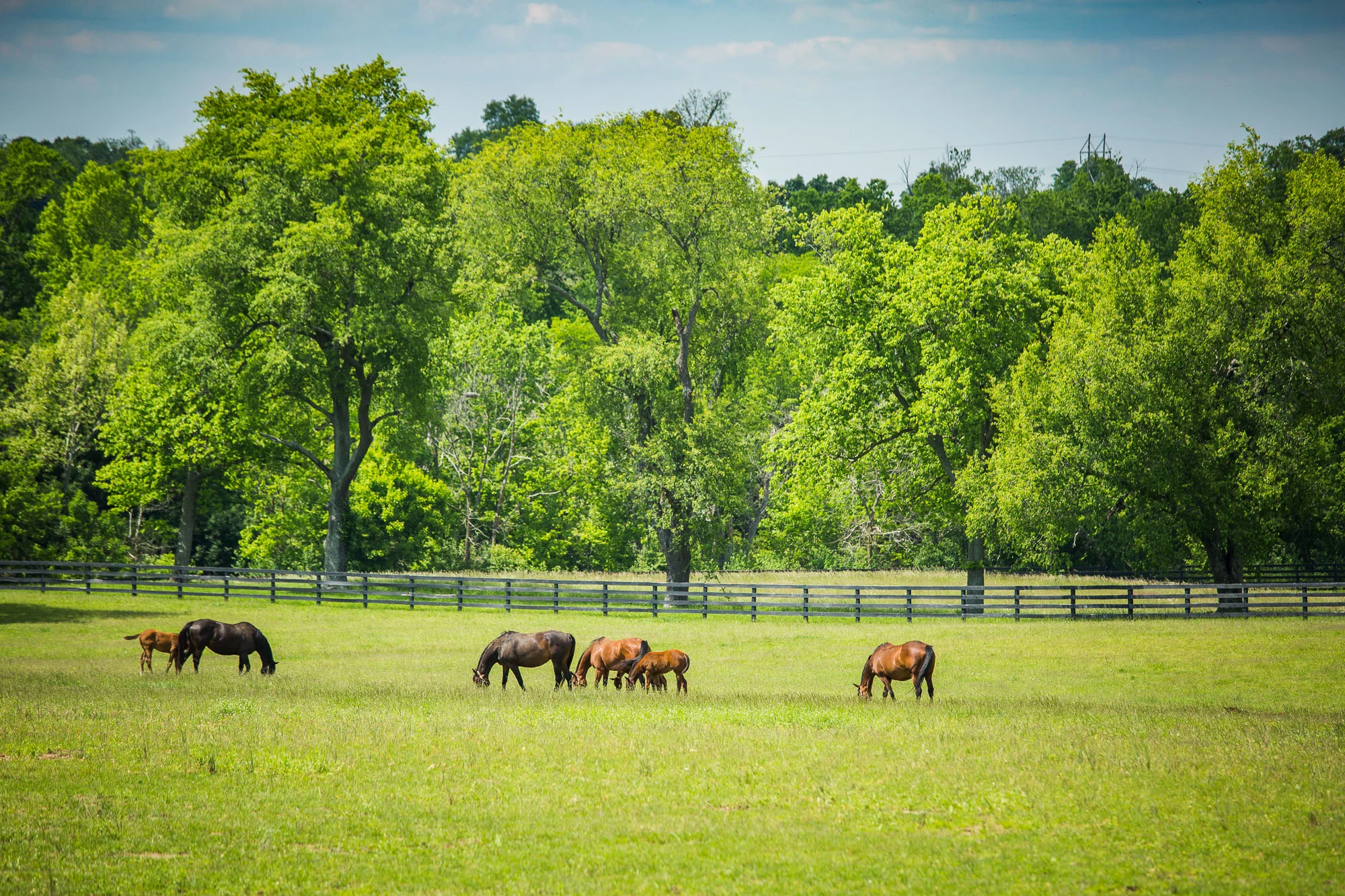 BredtoWin_Newborns-2434.jpg