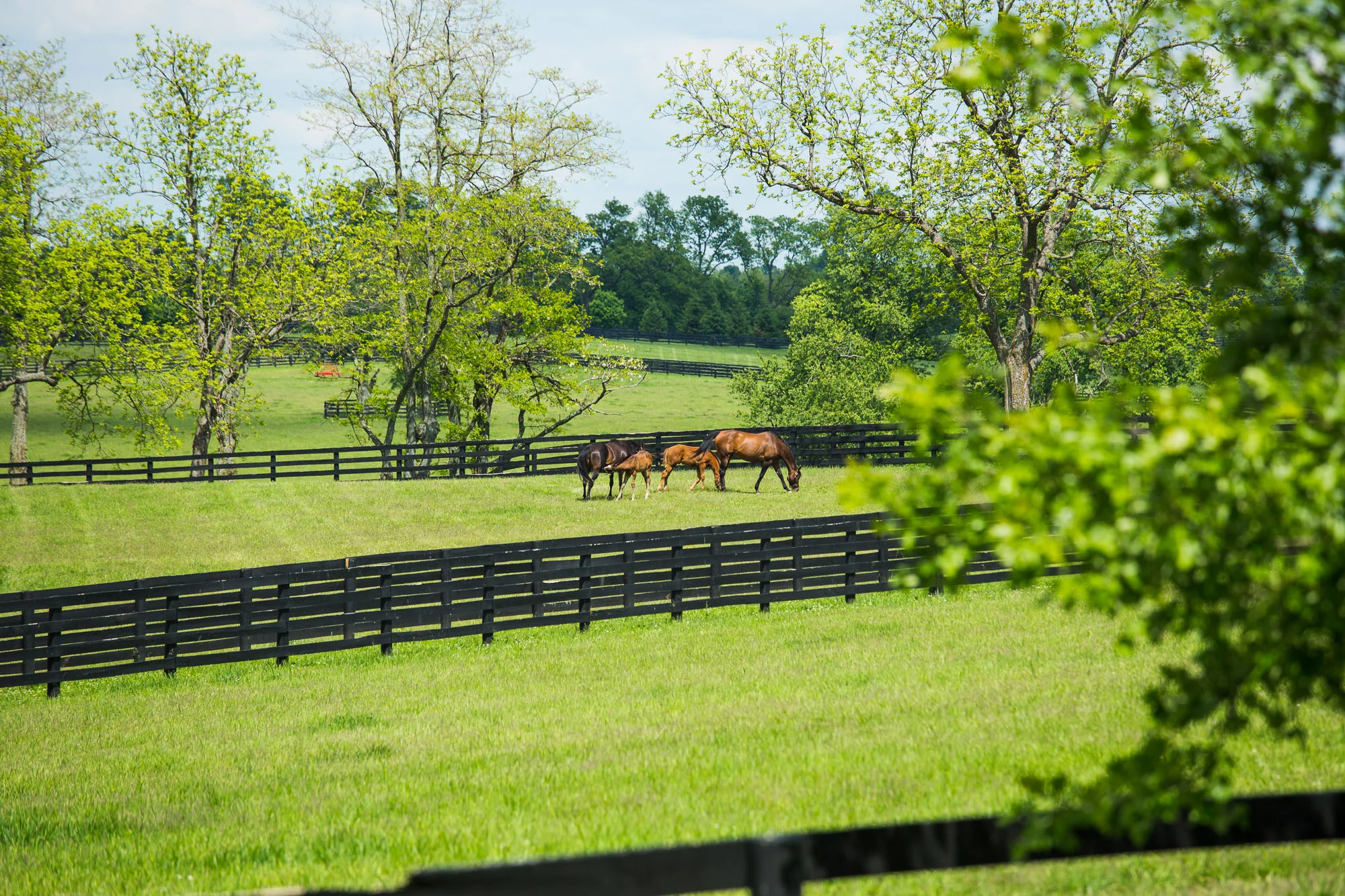 BredtoWin_Newborns-2433.jpg