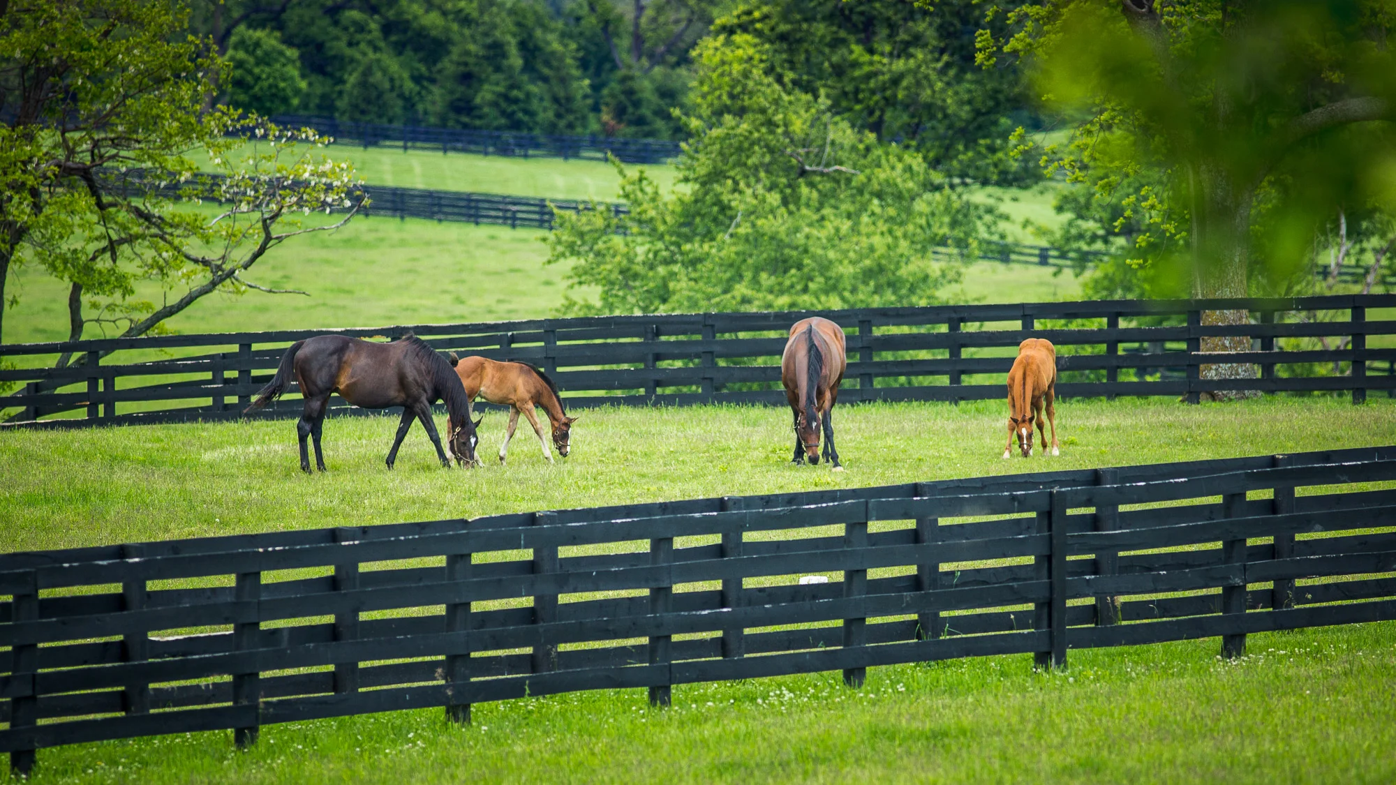BredtoWin_Newborns-2440.jpg