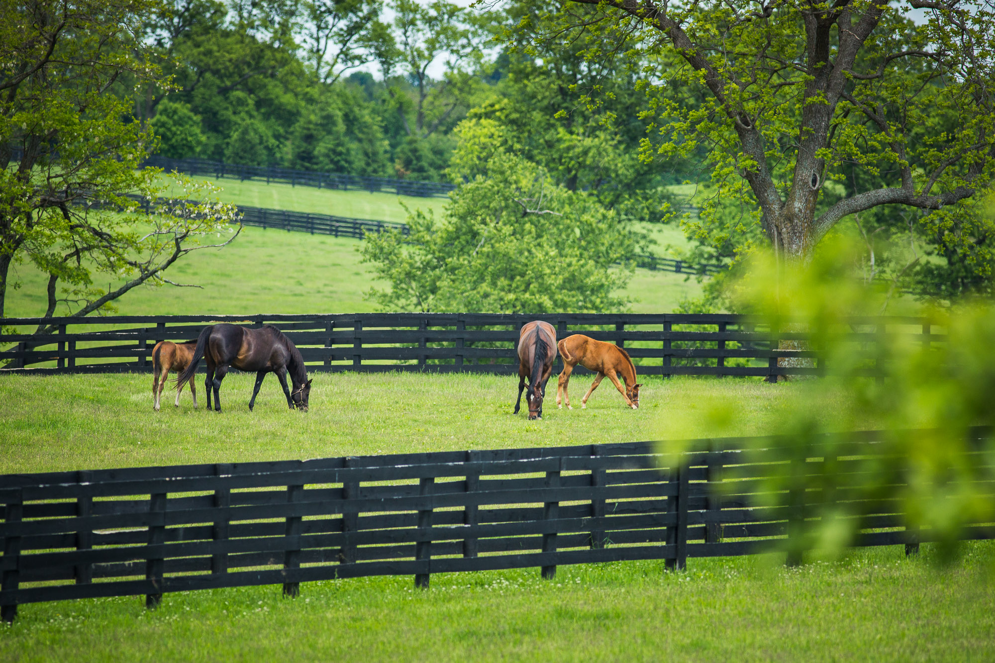 BredtoWin_Newborns-2438.jpg