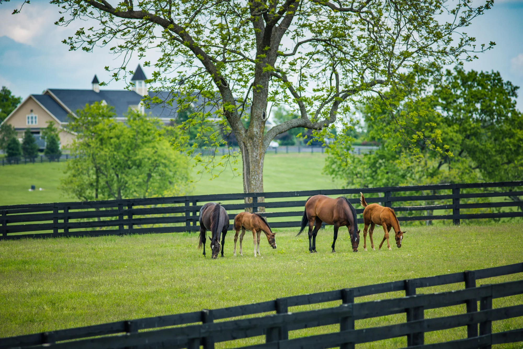 BredtoWin_Newborns-2455.jpg
