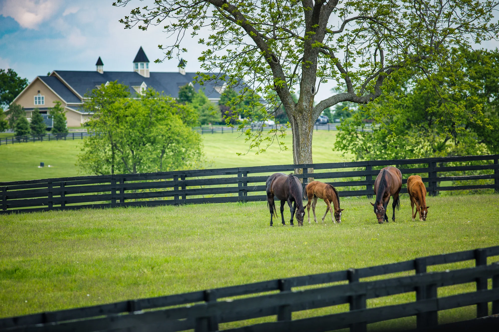 BredtoWin_Newborns-2464.jpg