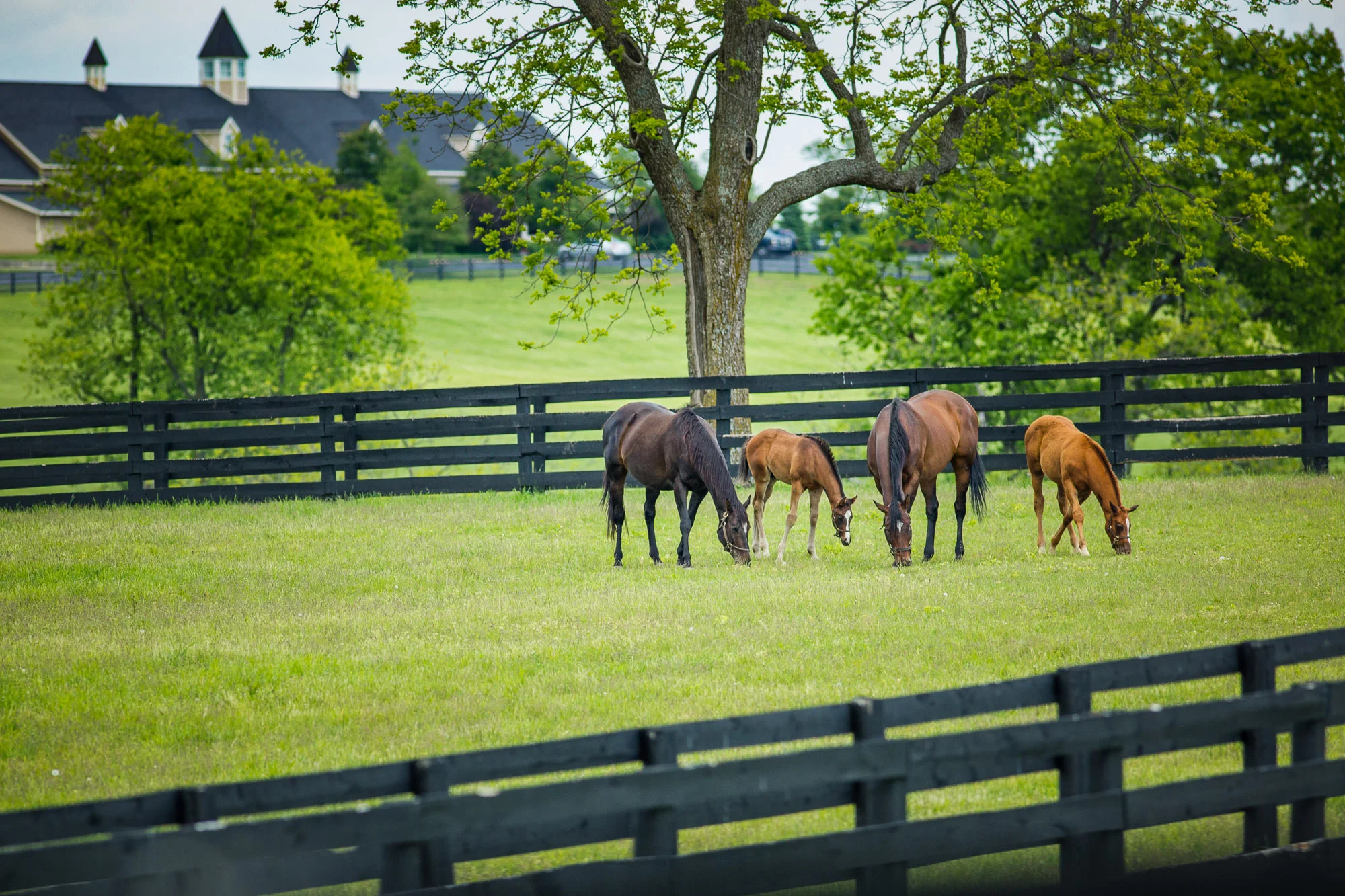 BredtoWin_Newborns-2467.jpg
