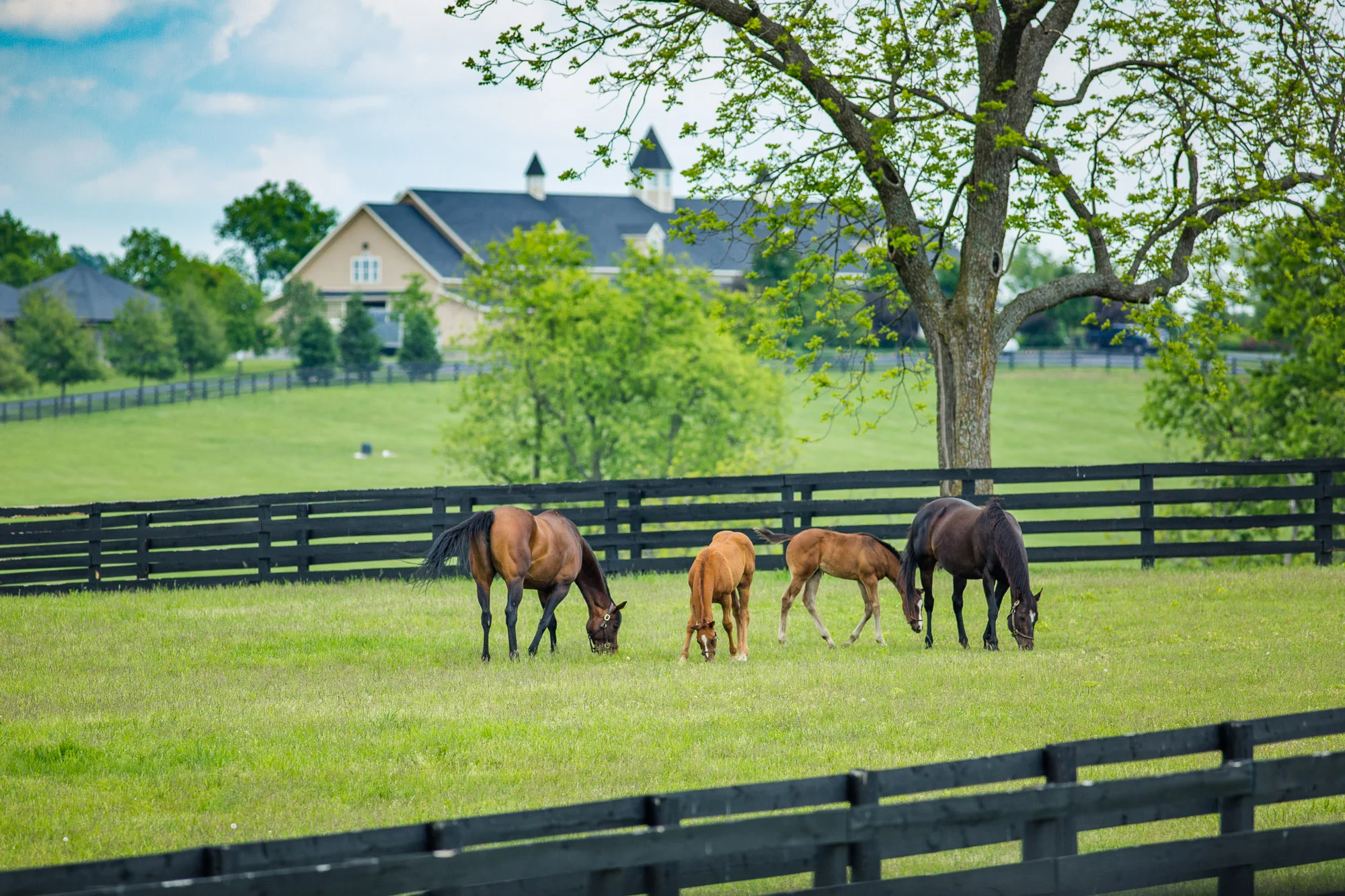 BredtoWin_Newborns-2480.jpg