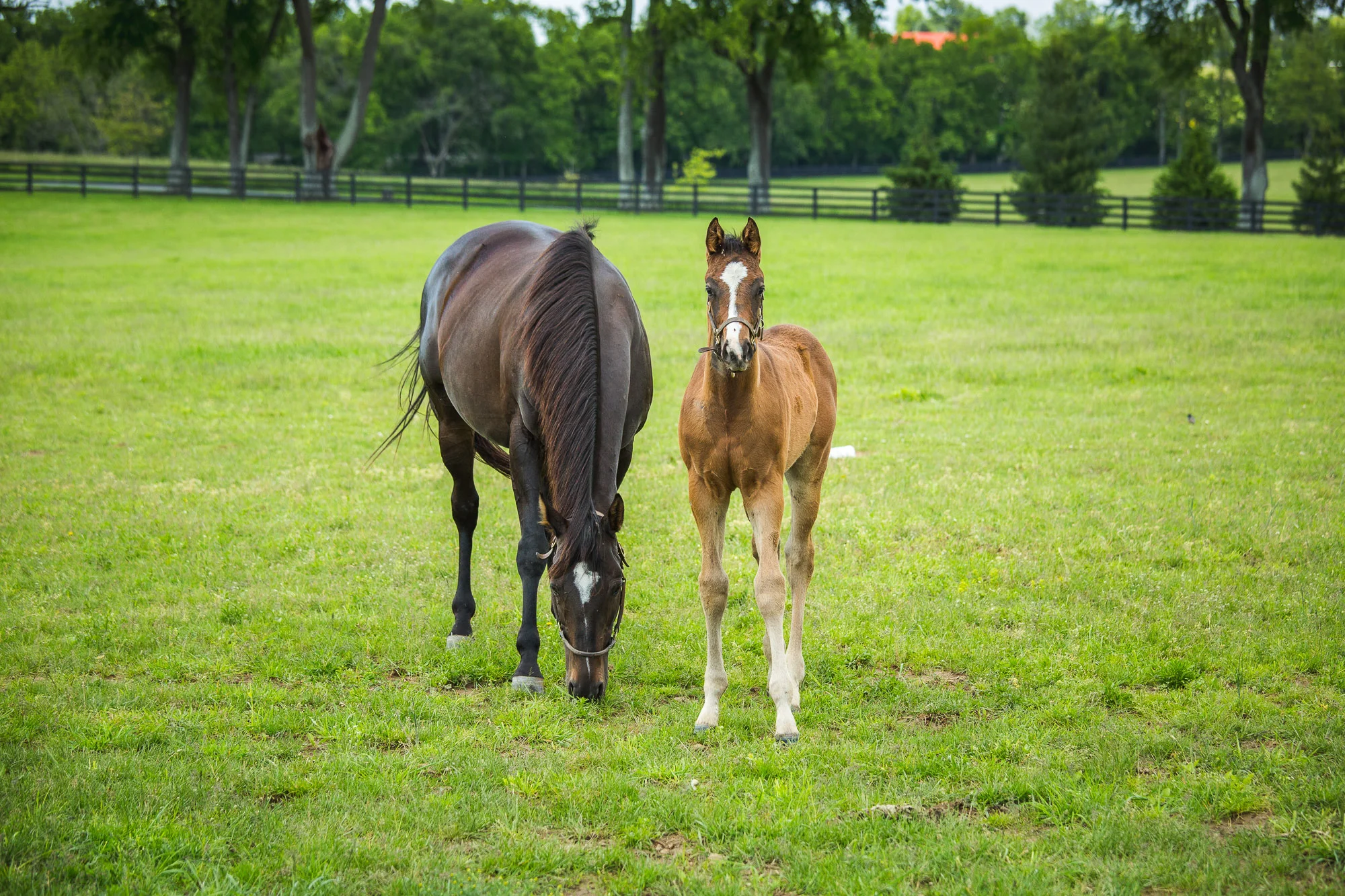 BredtoWin_Newborns-2485.jpg