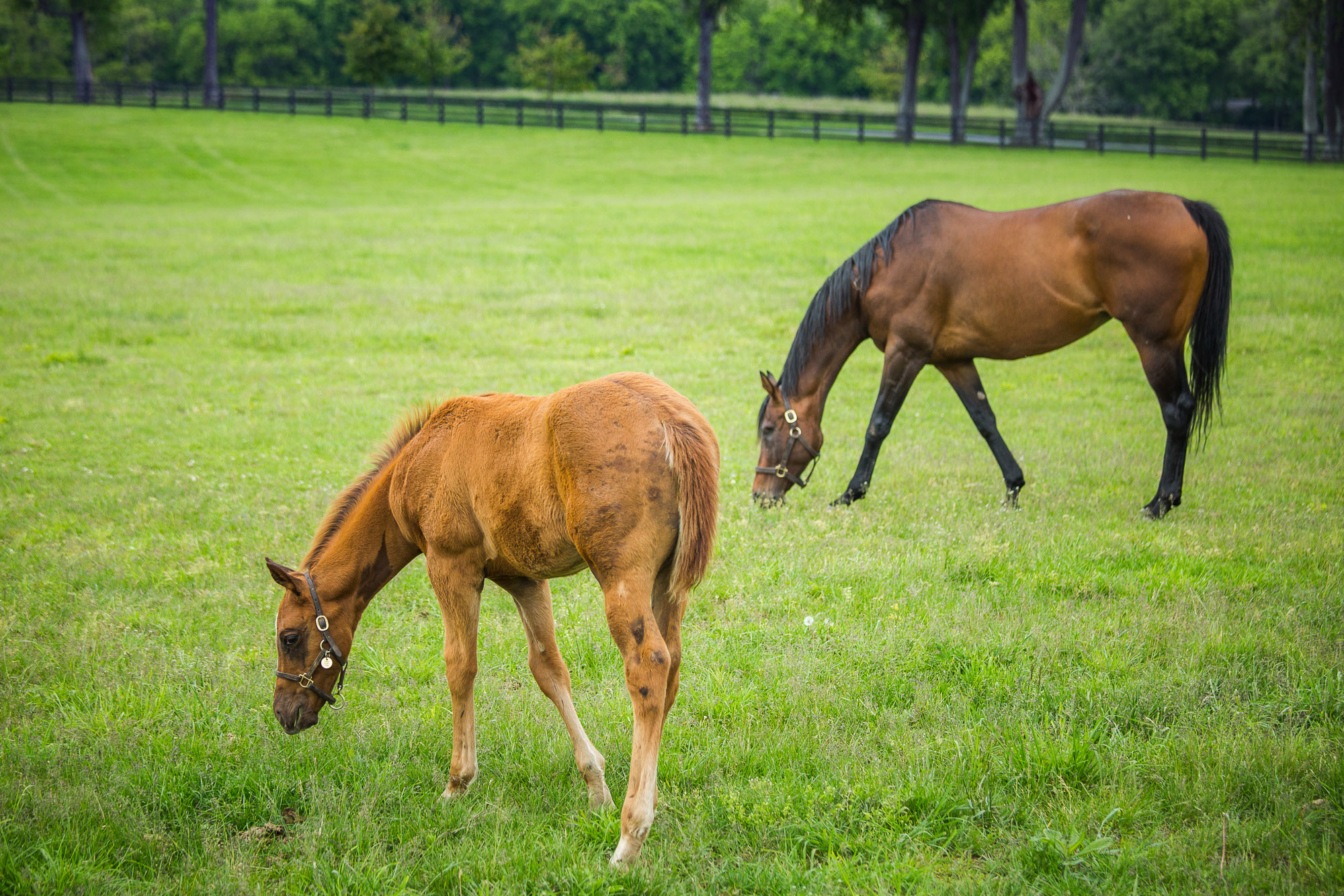 BredtoWin_Newborns-2524.jpg